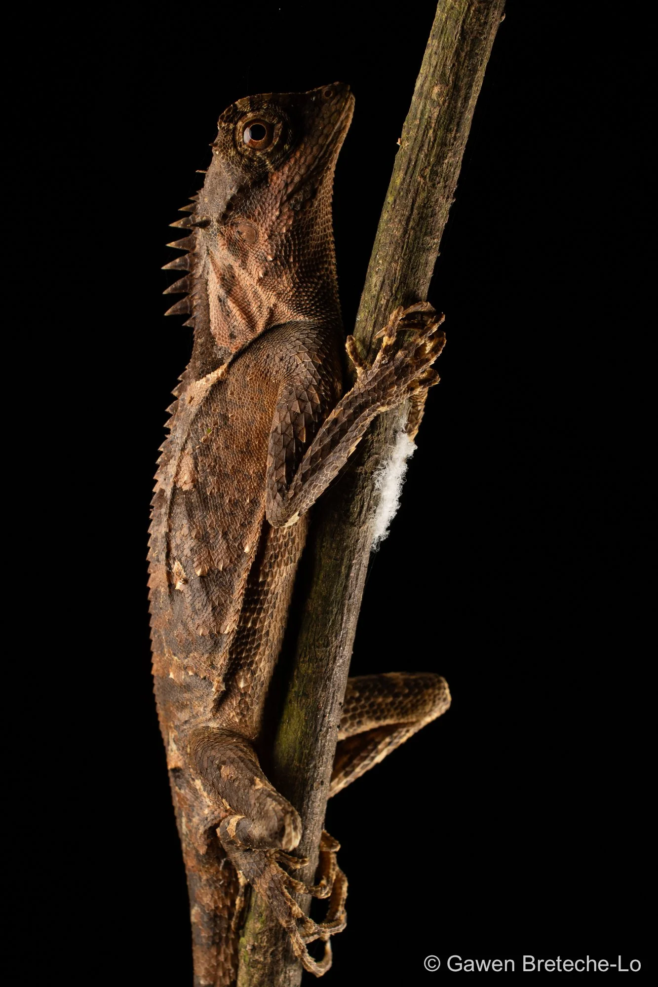 Scale-bellied Tree Lizard (Acanthosaura lepidogaster), North Vietnam 2026