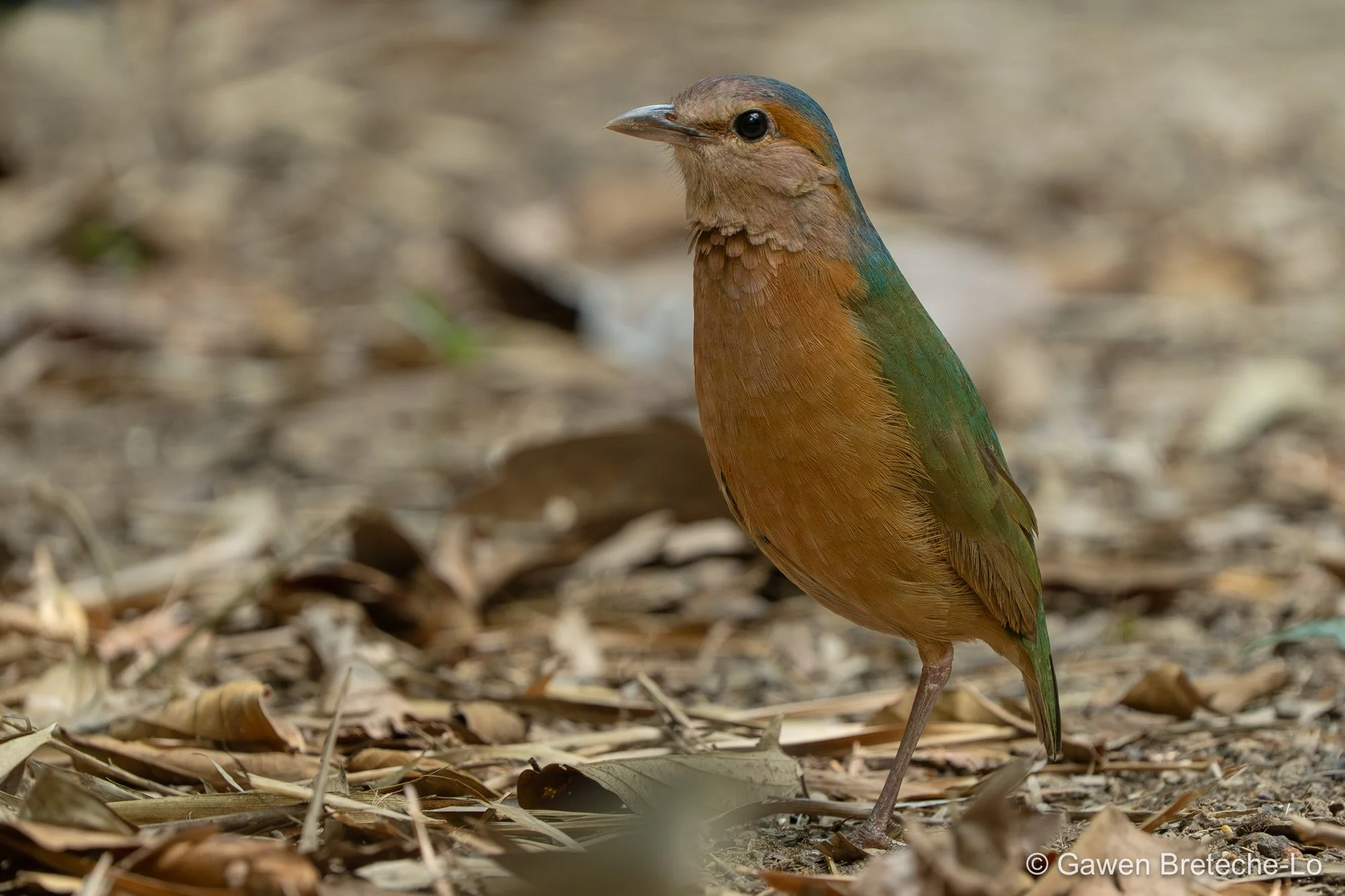 Blue-rumped Pitta (Hydrornis soror), South Vietnam 2026