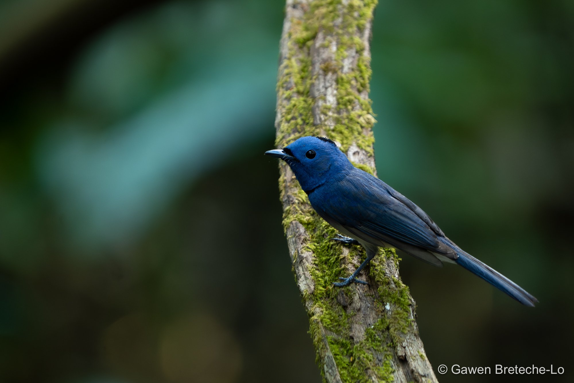Black-naped Monarch (Hypothymis azurea), South Vietnam 2026