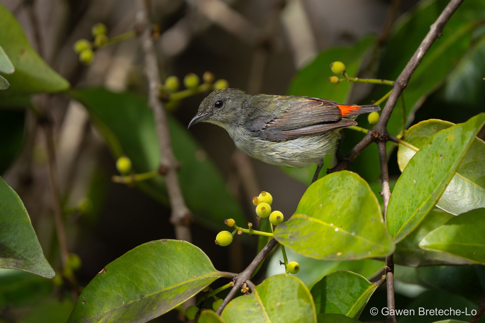 Scarlet-backed Flowerpecker (Dicaeum cruentatum), Perak, Malaysia 2026