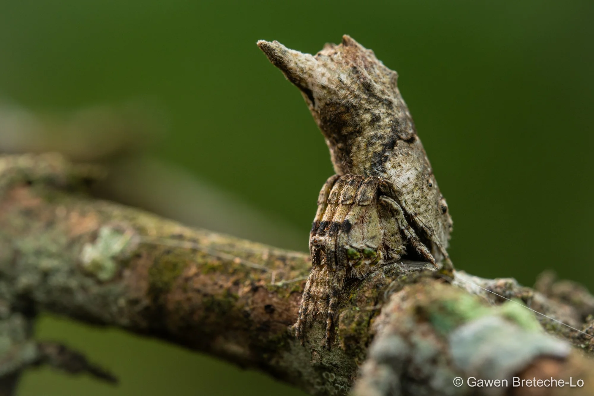 Twig-mimic Spider (Poltys sp.), North Vietnam 2026