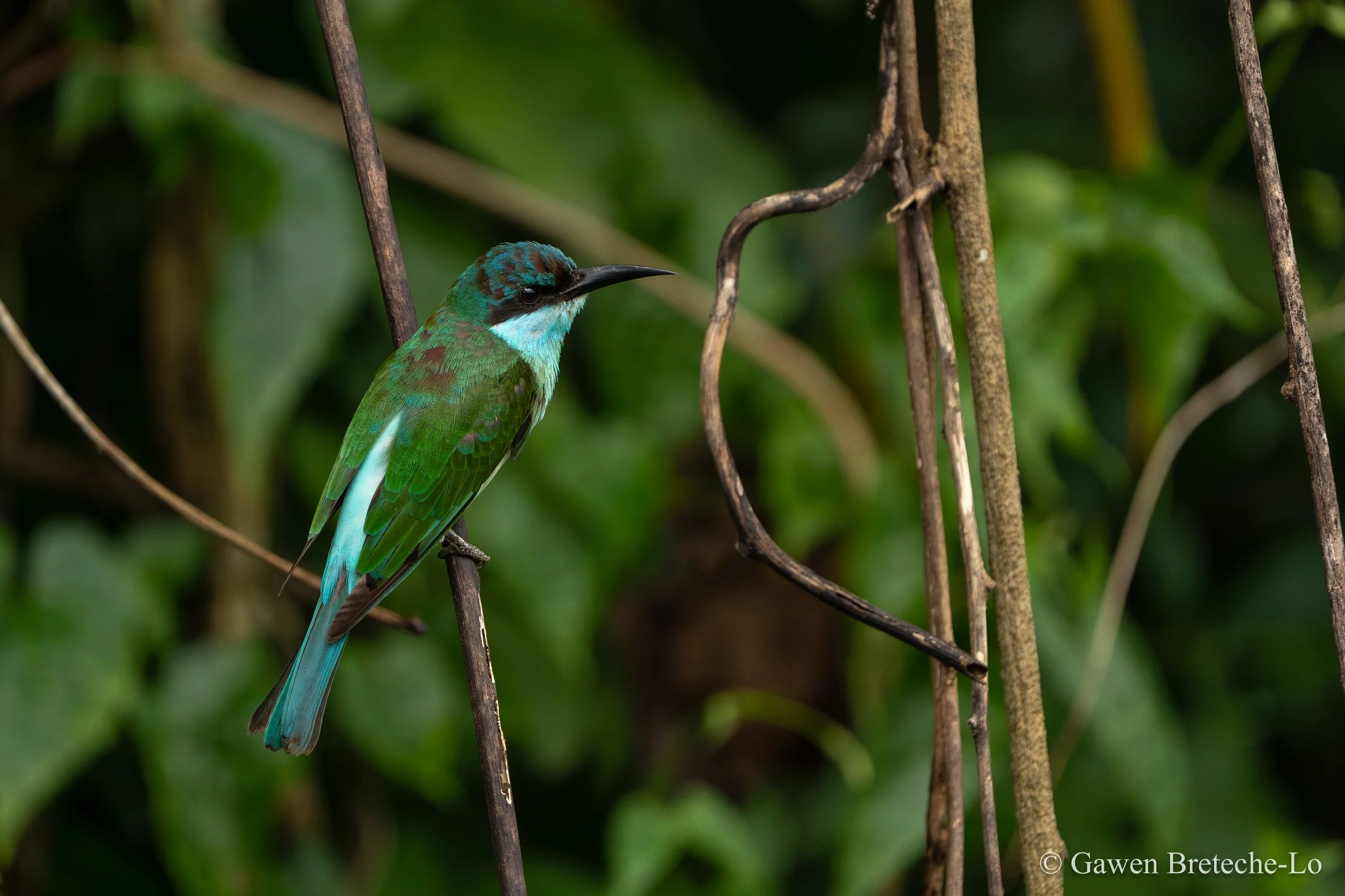 Blue-throated Bee-Eater (Merops viridis), Sarawak, Borneo 2026