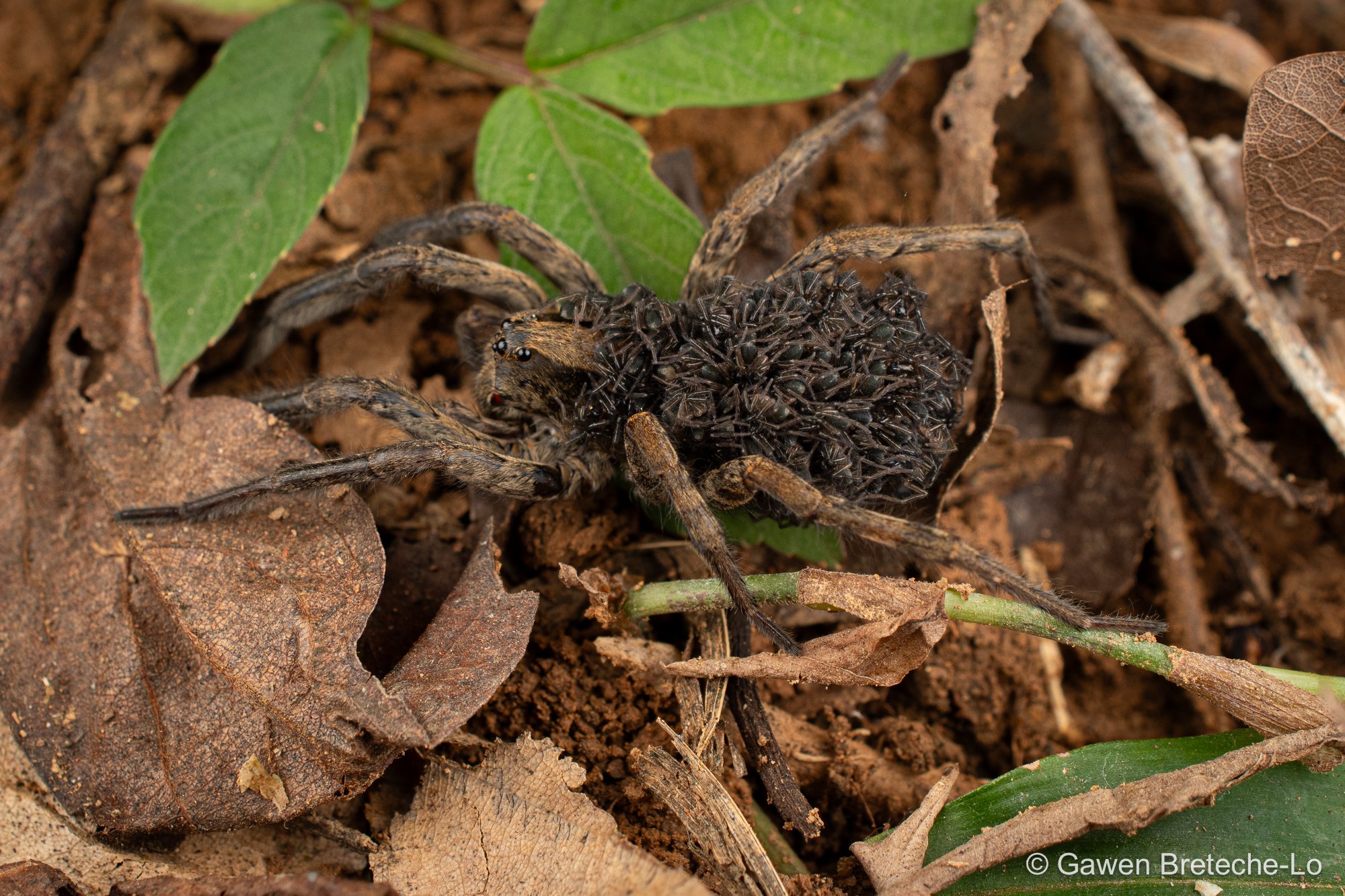 Wolf Spider carrying spiderlings (family Lycosidae), South Vietnam 2026