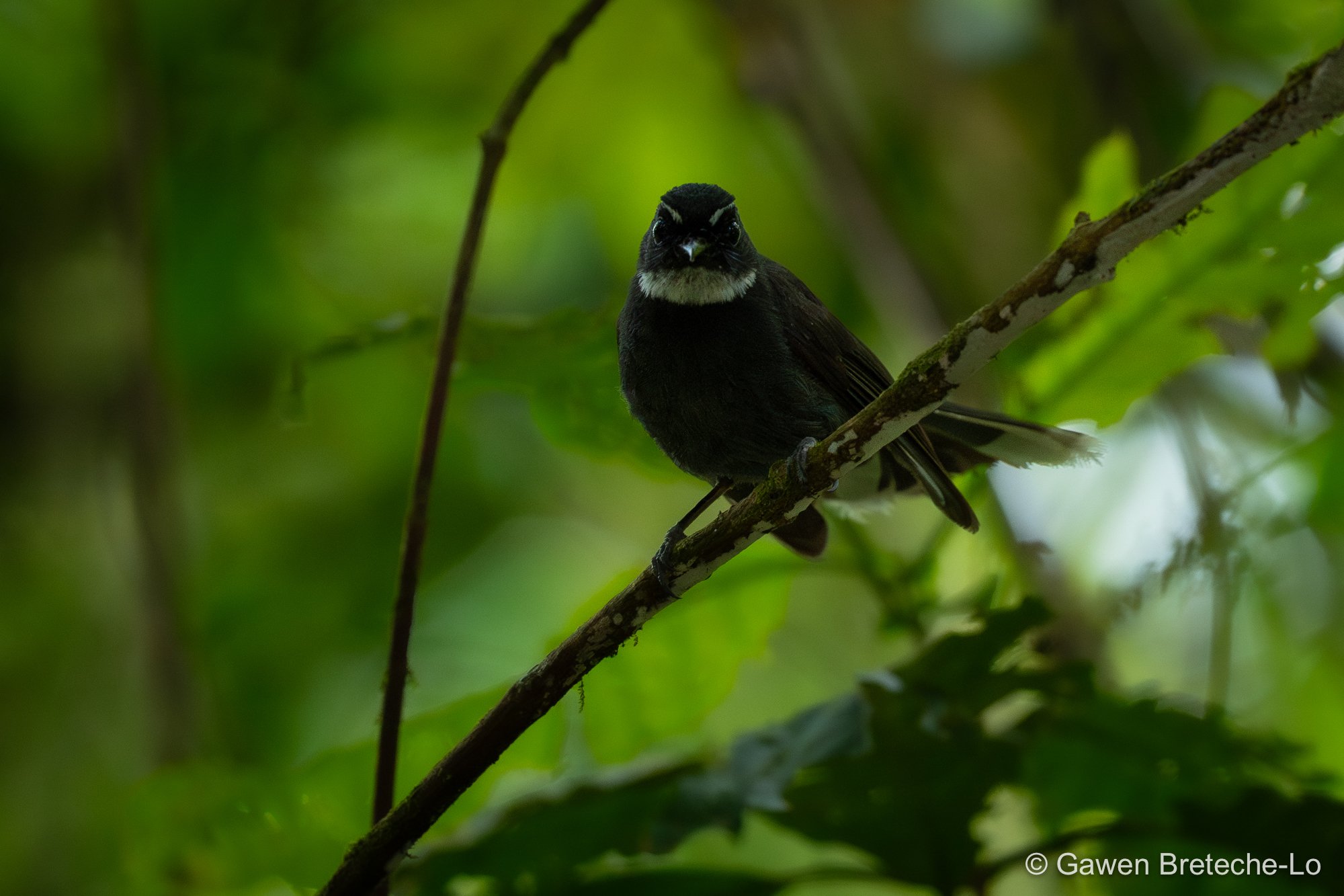 White-throated Fantail (Rhipidura albicollis), Pahang, Malaysia 2026