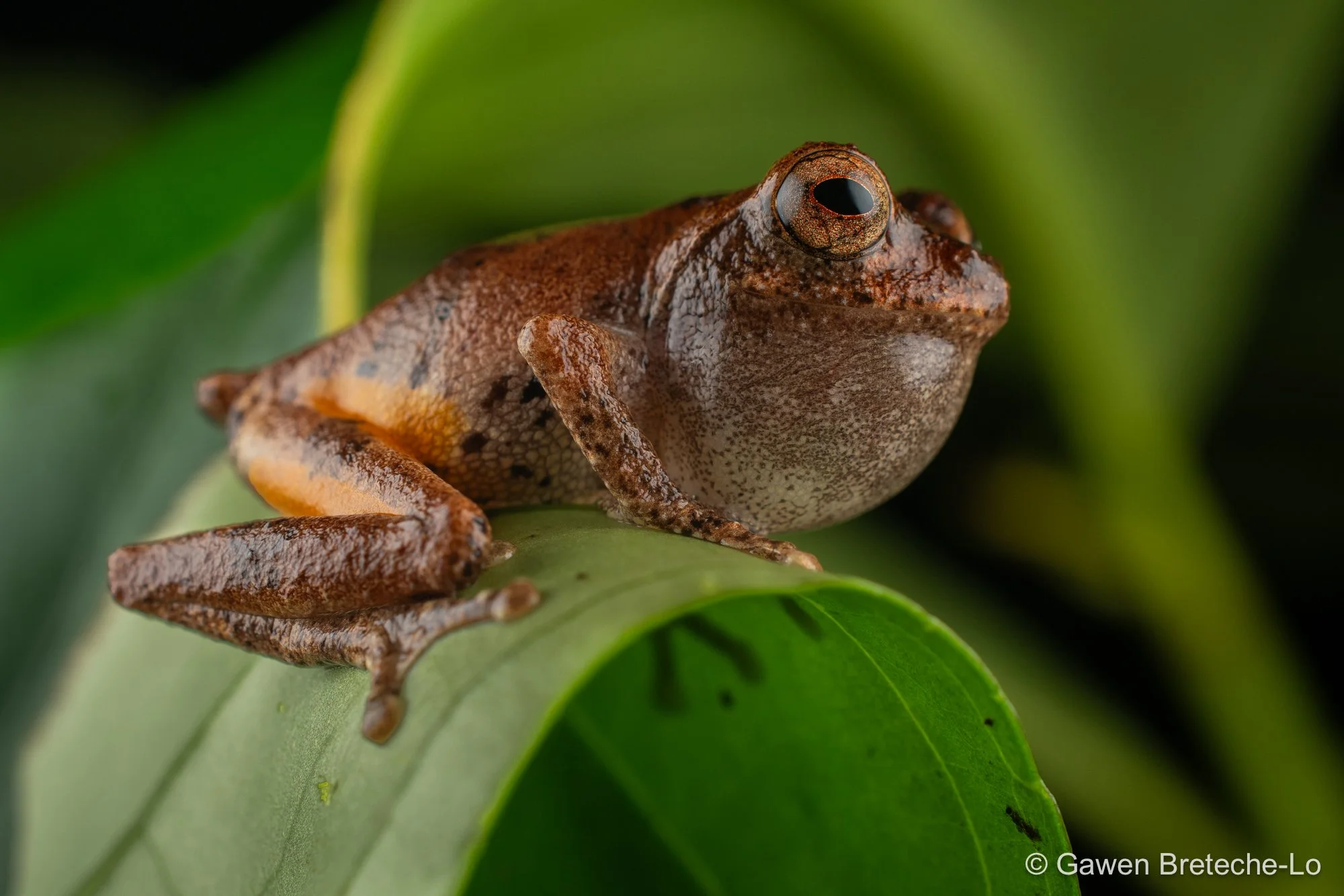 Golden-legged Bush Frog (Philautus aurantium ), Sabah, Borneo 2026