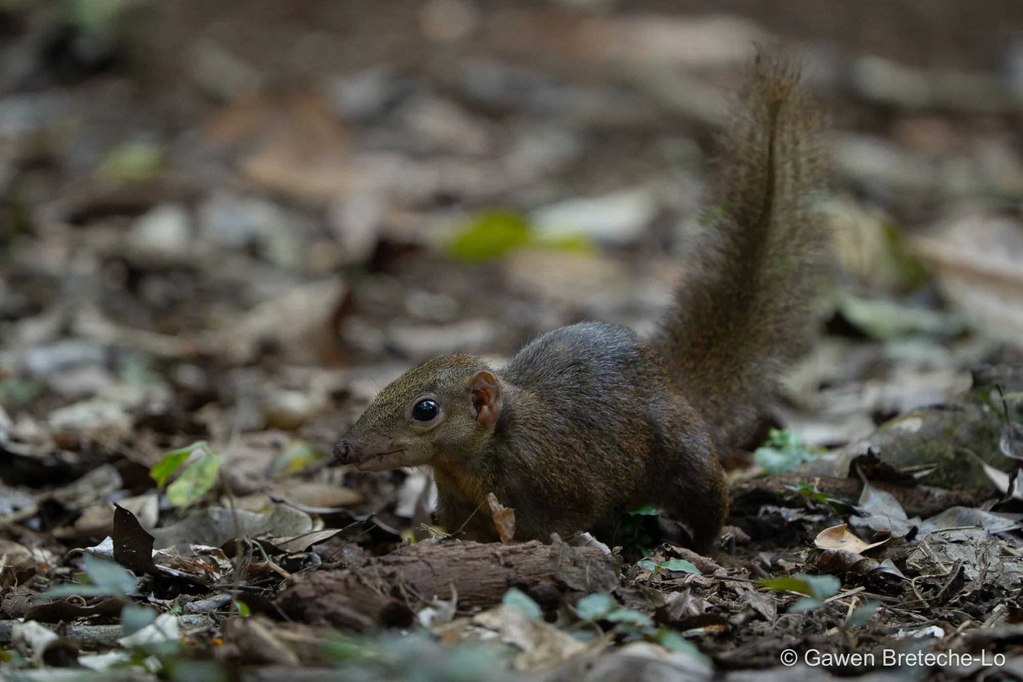 Northern Treeshrew (Tupaia belangeri), South Vietnam 2026