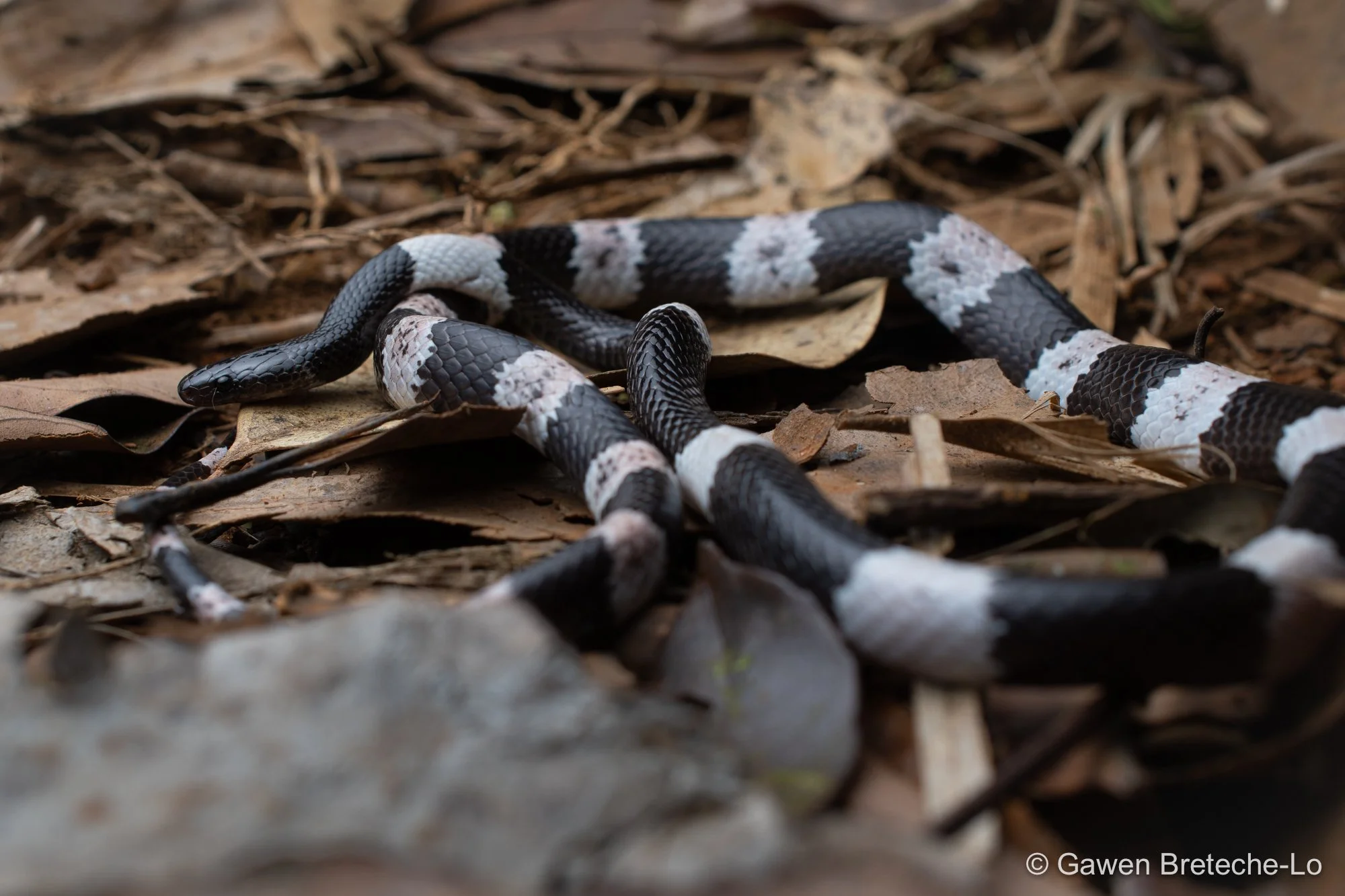 Banded Wolf Snake (Lycodon fasciatus), Central Vietnam 2026