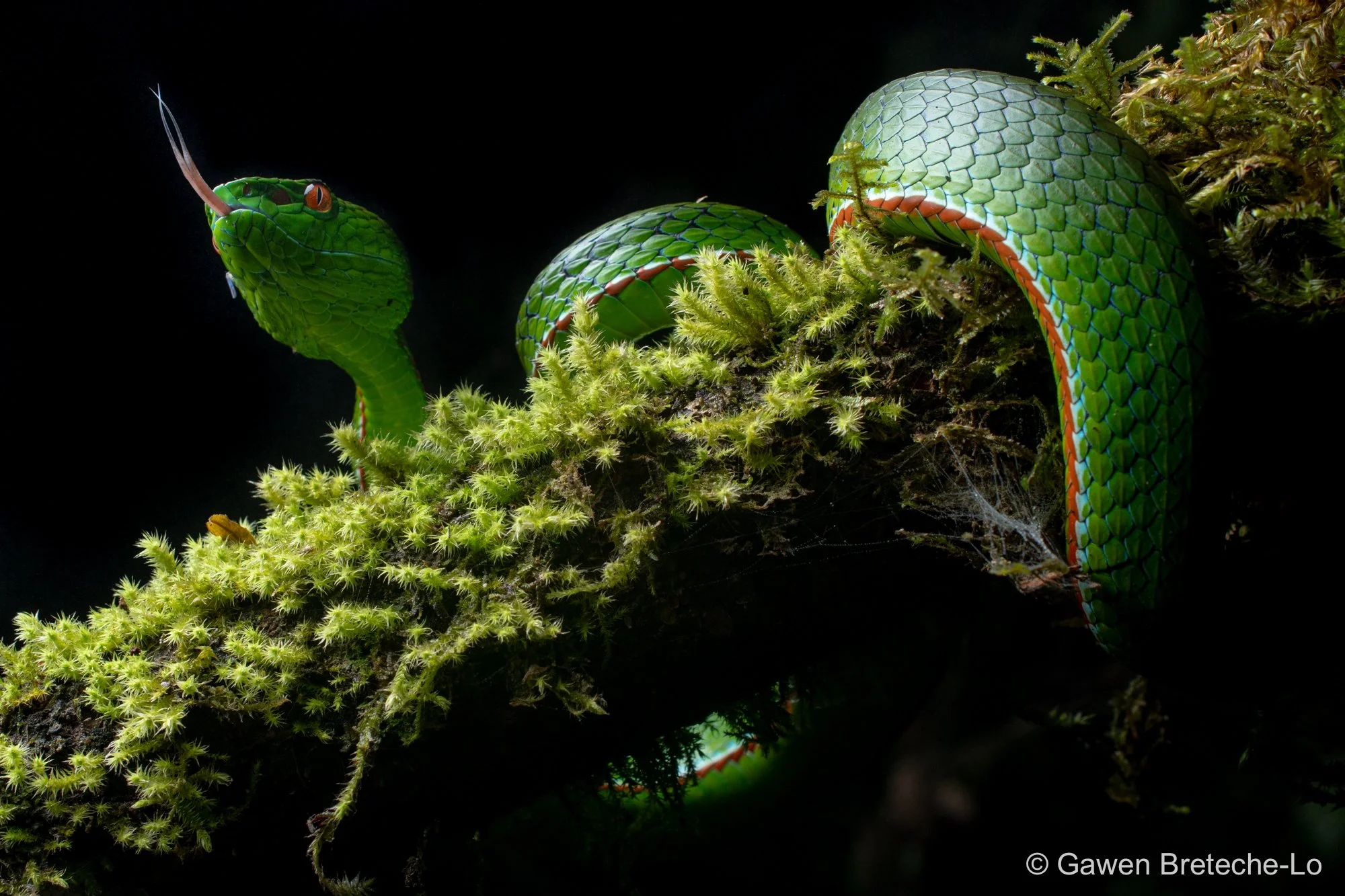 Gumprecht's Green Pitviper (Trimeresurus gumprechti), North Vietnam 2026