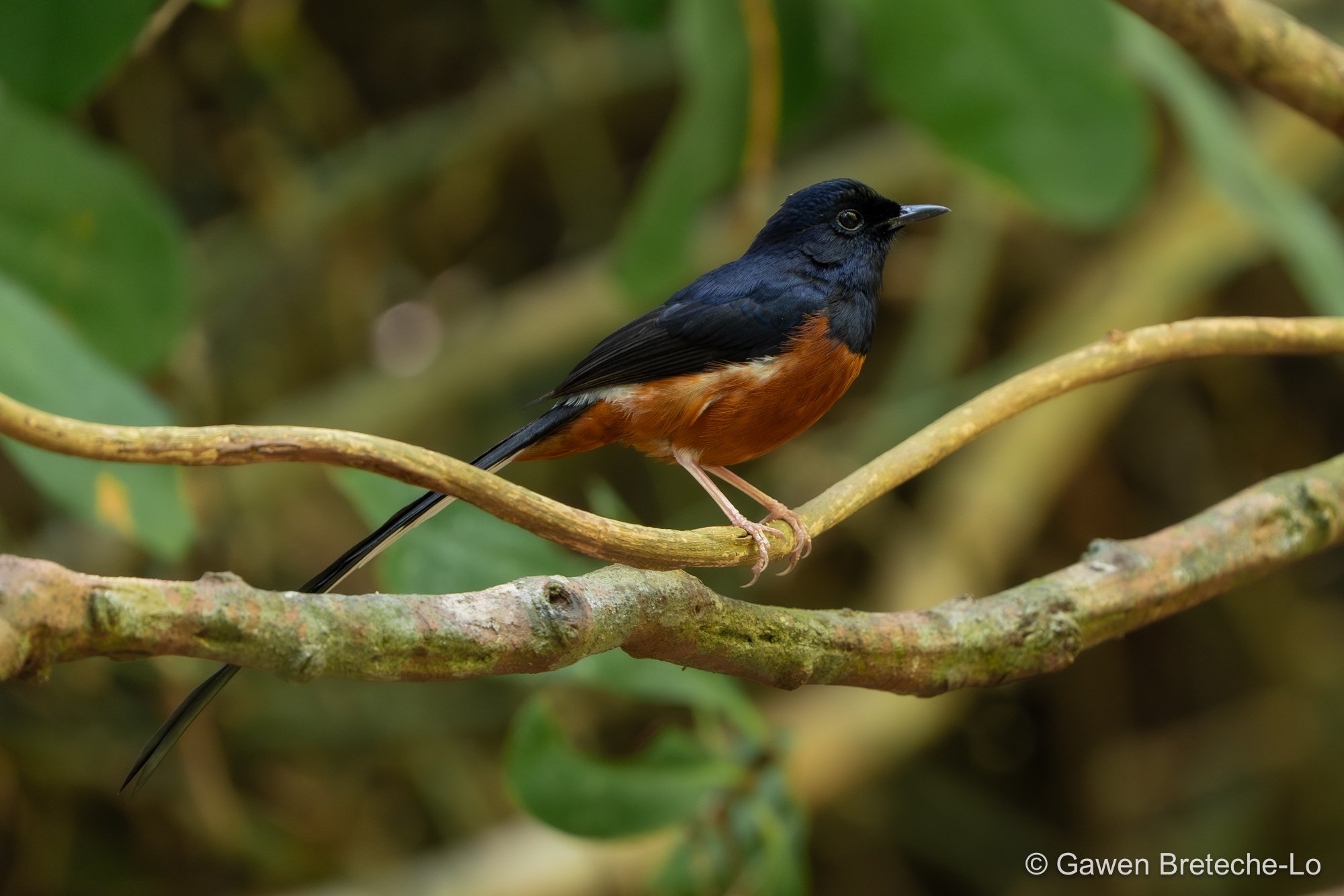 White-rumped Shama (Copsychus malabaricus), South Vietnam 2026
