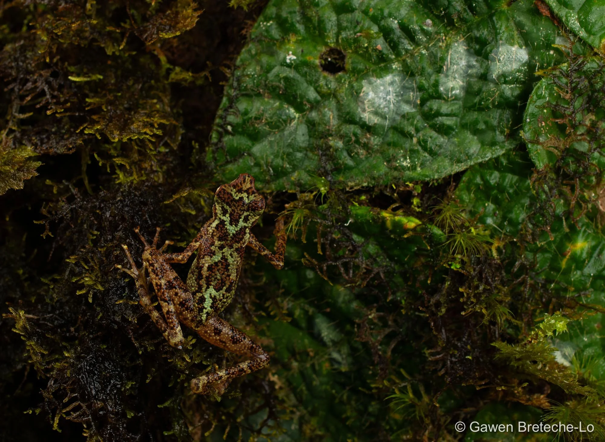 Spotted Asian Tree Toad
(Sabahphrynus maculatus) ● Sabah, Borneo 2026