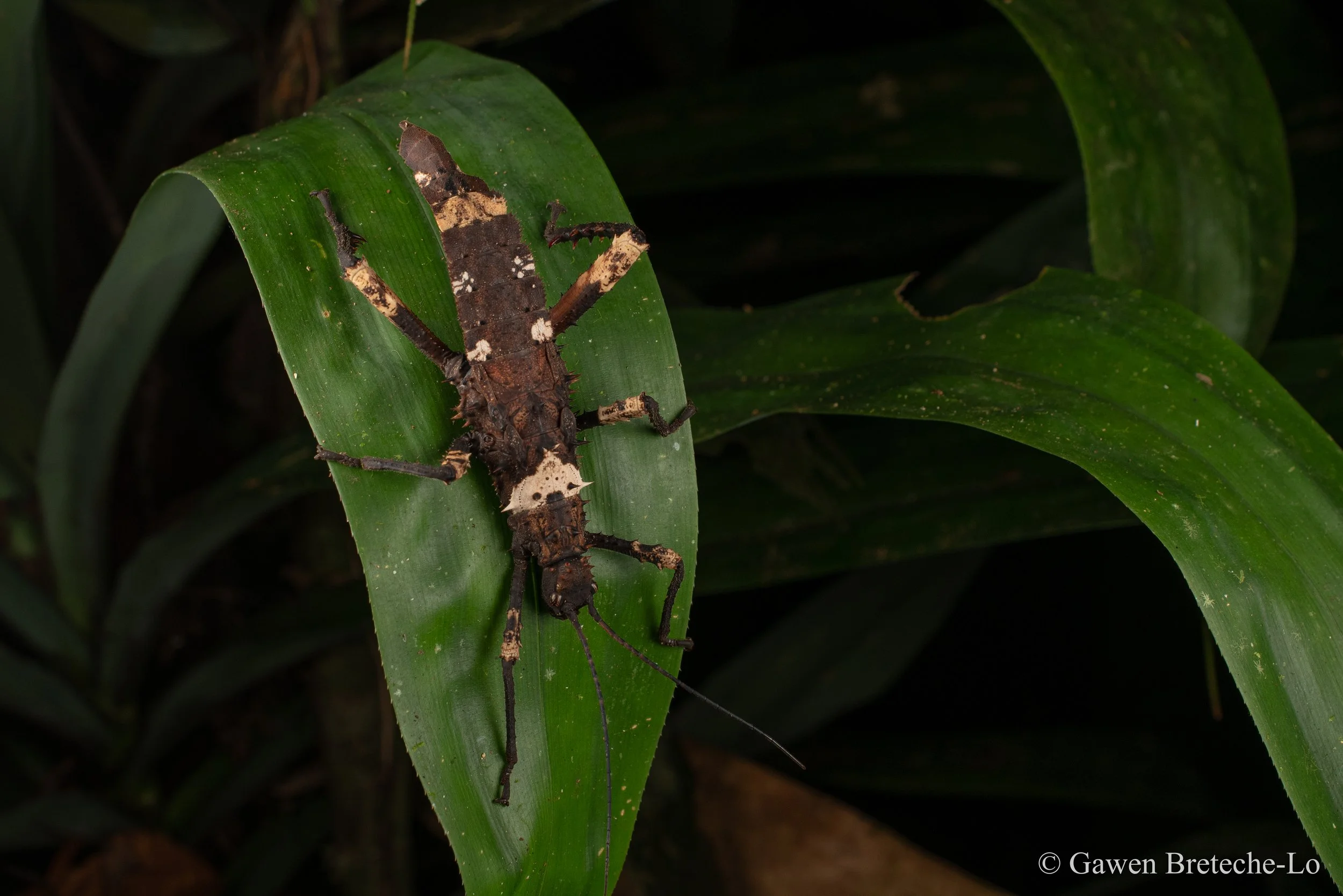 Prickly Haaniella (Haaniella echinata), Sabah, Borneo 2026