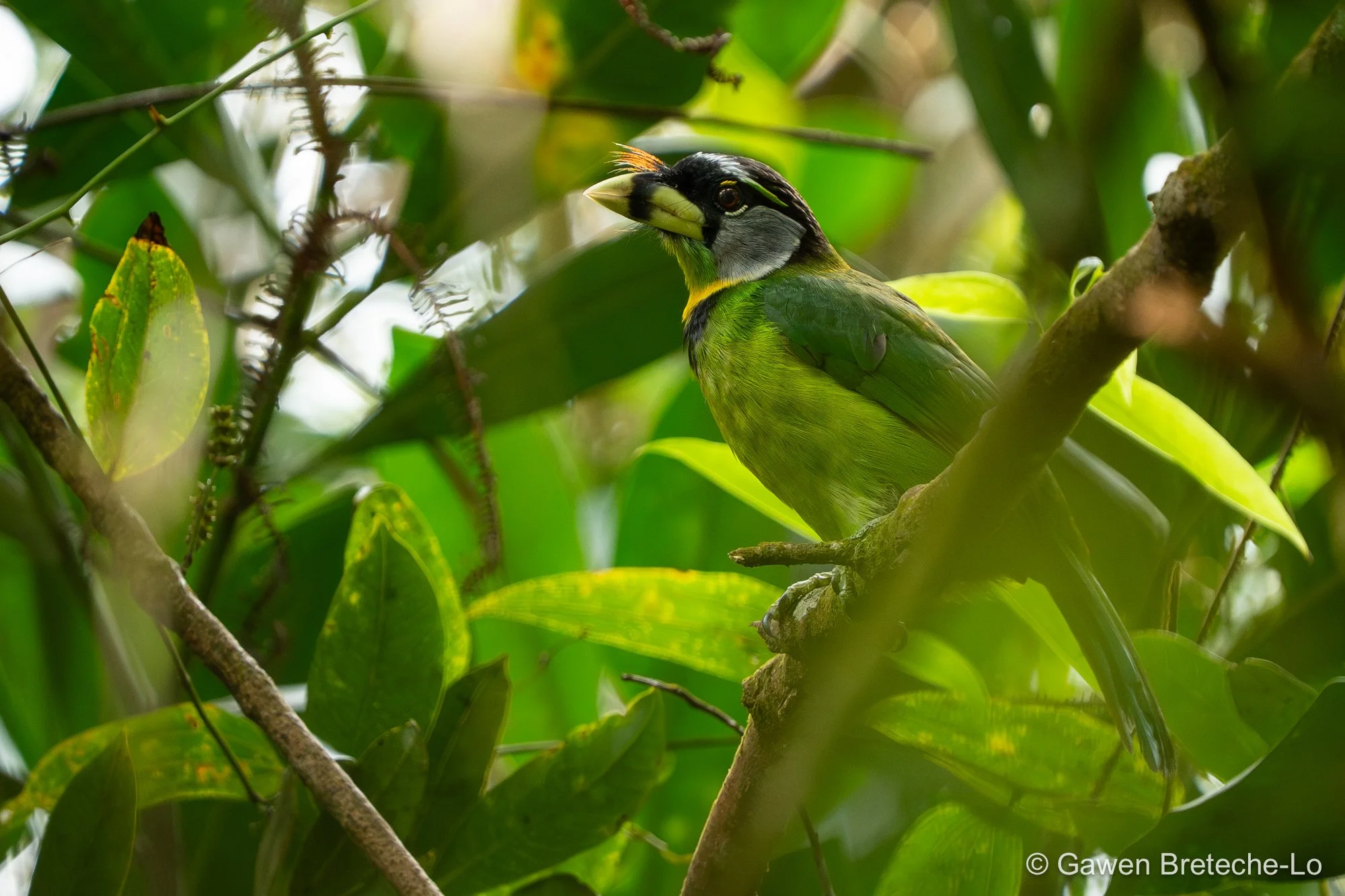 Fire-tufted Barbet (Psilopogon pyrolophus), Pahang, Malaysia 2026
