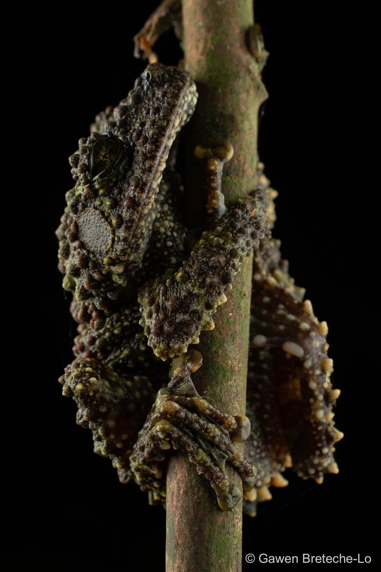 Vietnamese Mossy Frog (Theloderma corticale), North Vietnam 2026