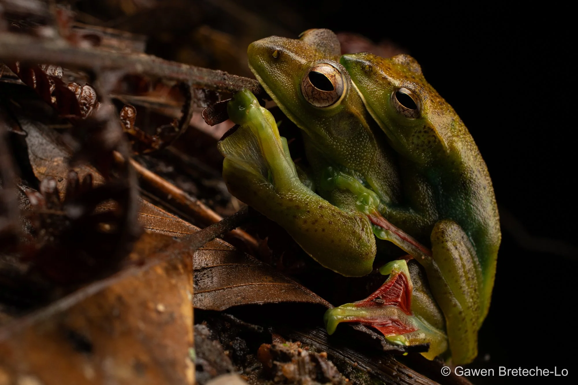 Malayan Flying Frog (Zhangixalus prominanus), Pahang, Malaysia 2026