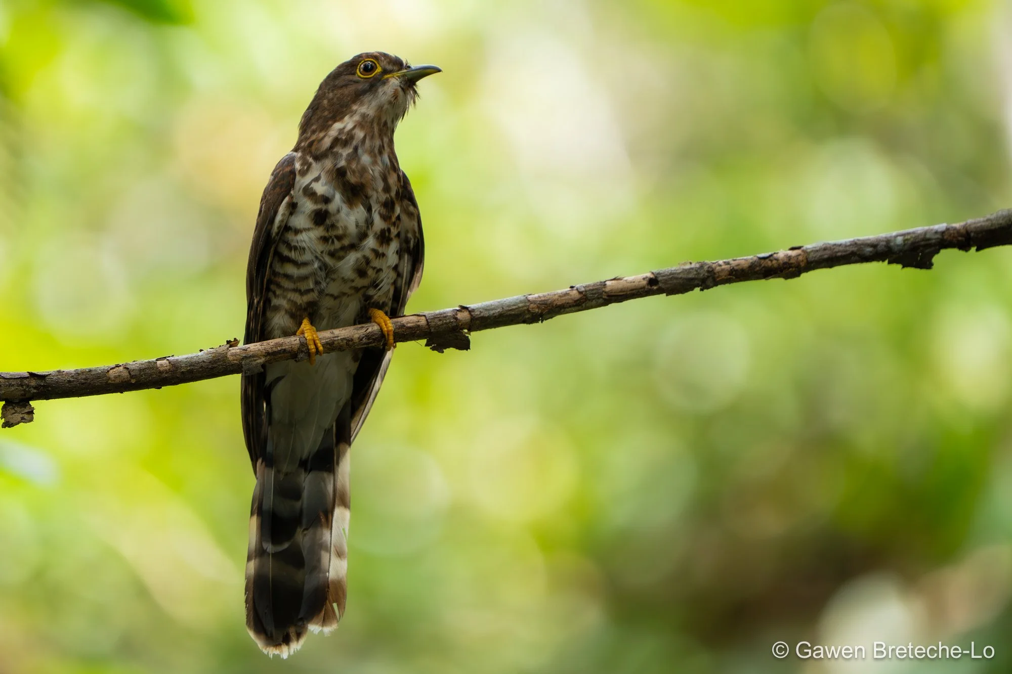 Dark Hawk-Cuckoo (Hierococcyx bocki), Pahang, Malaysia 2026