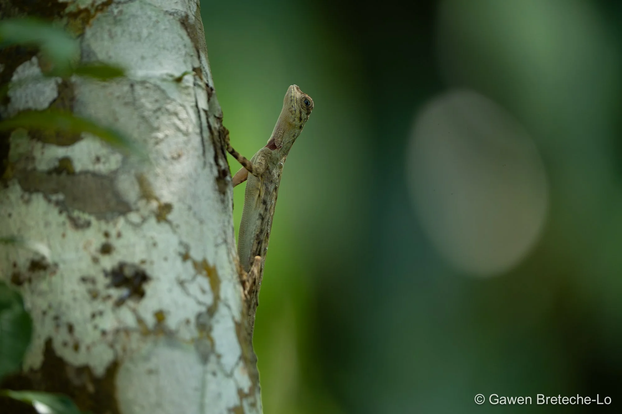 Flying Lizard (Draco sp.), Perak, Malaysia 2026
