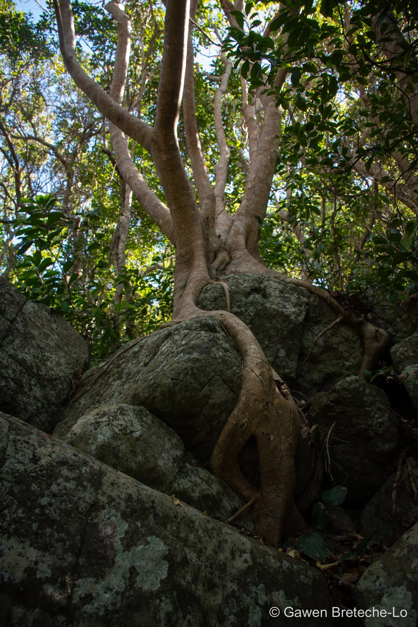 Snaking roots in coastal scrubland ● Queensland, Australia 2017