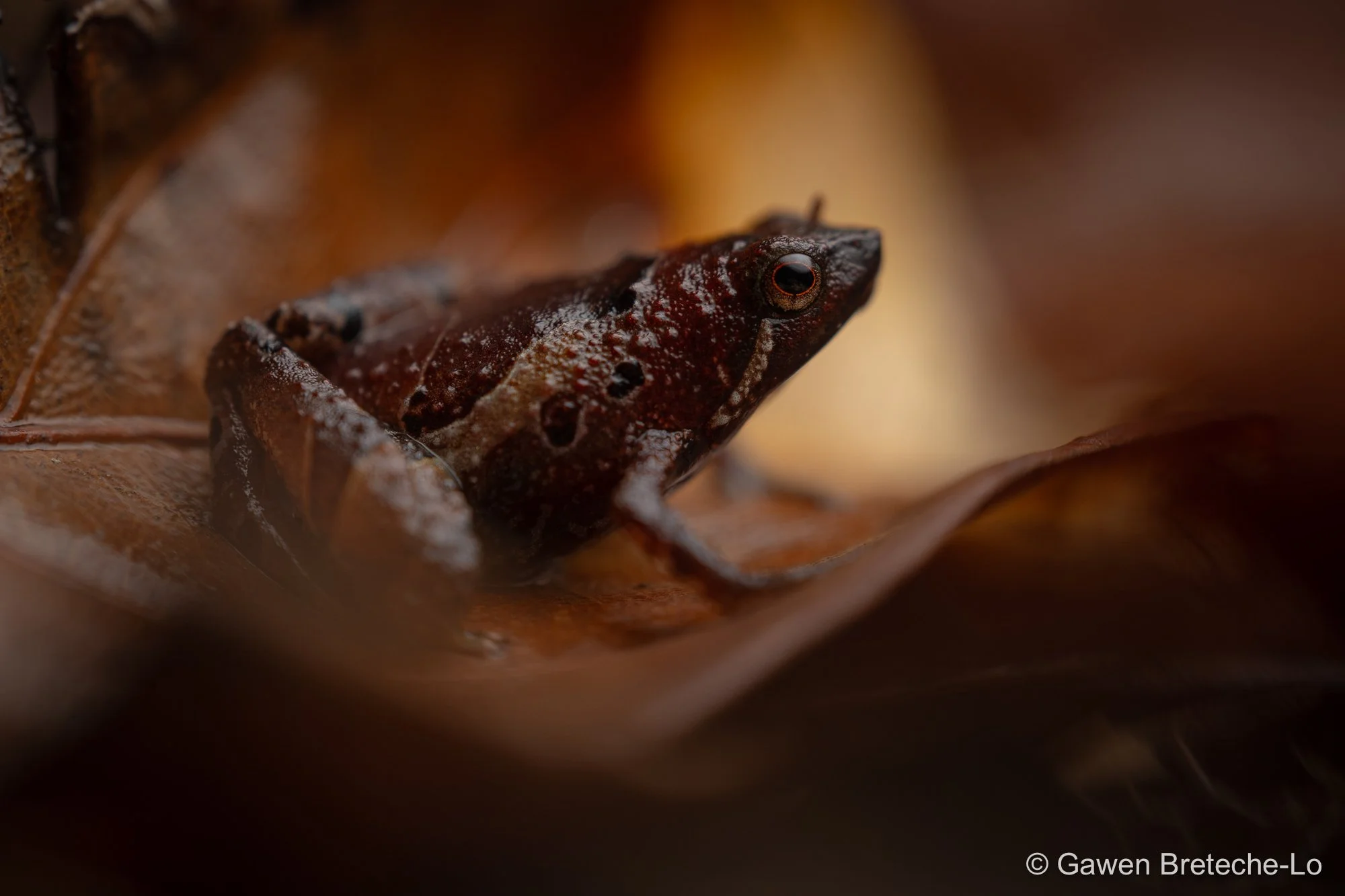 Labang Forest Rice Frog (Nanohyla perparva), Sarawak, Borneo 2026