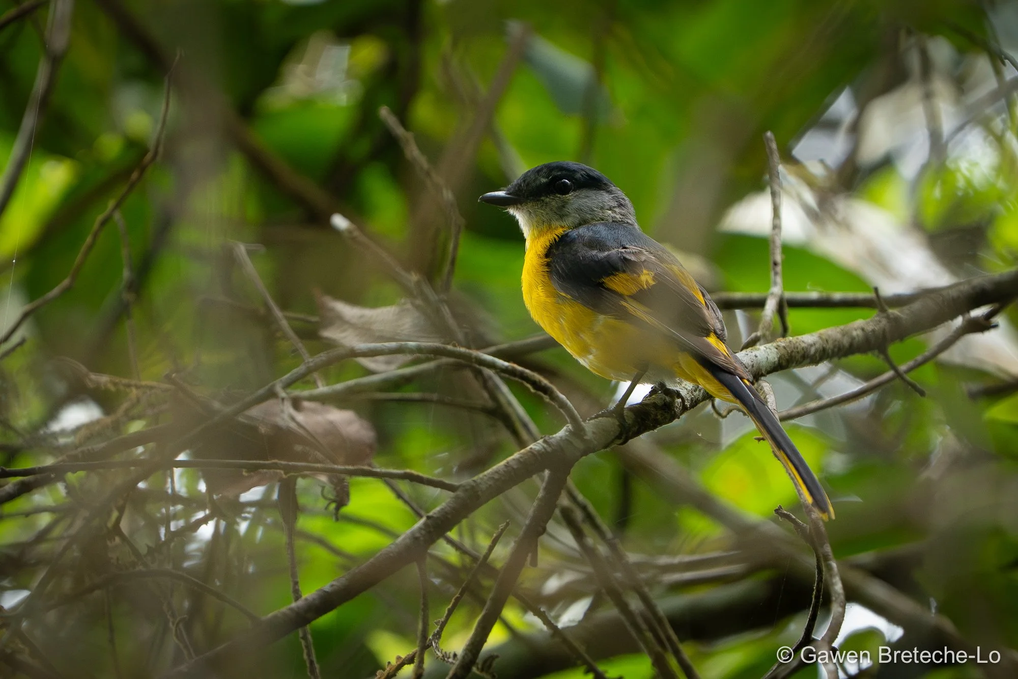 Gray-chinned Minivet (Pericrocotus solaris), Pahang, Malaysia 2026