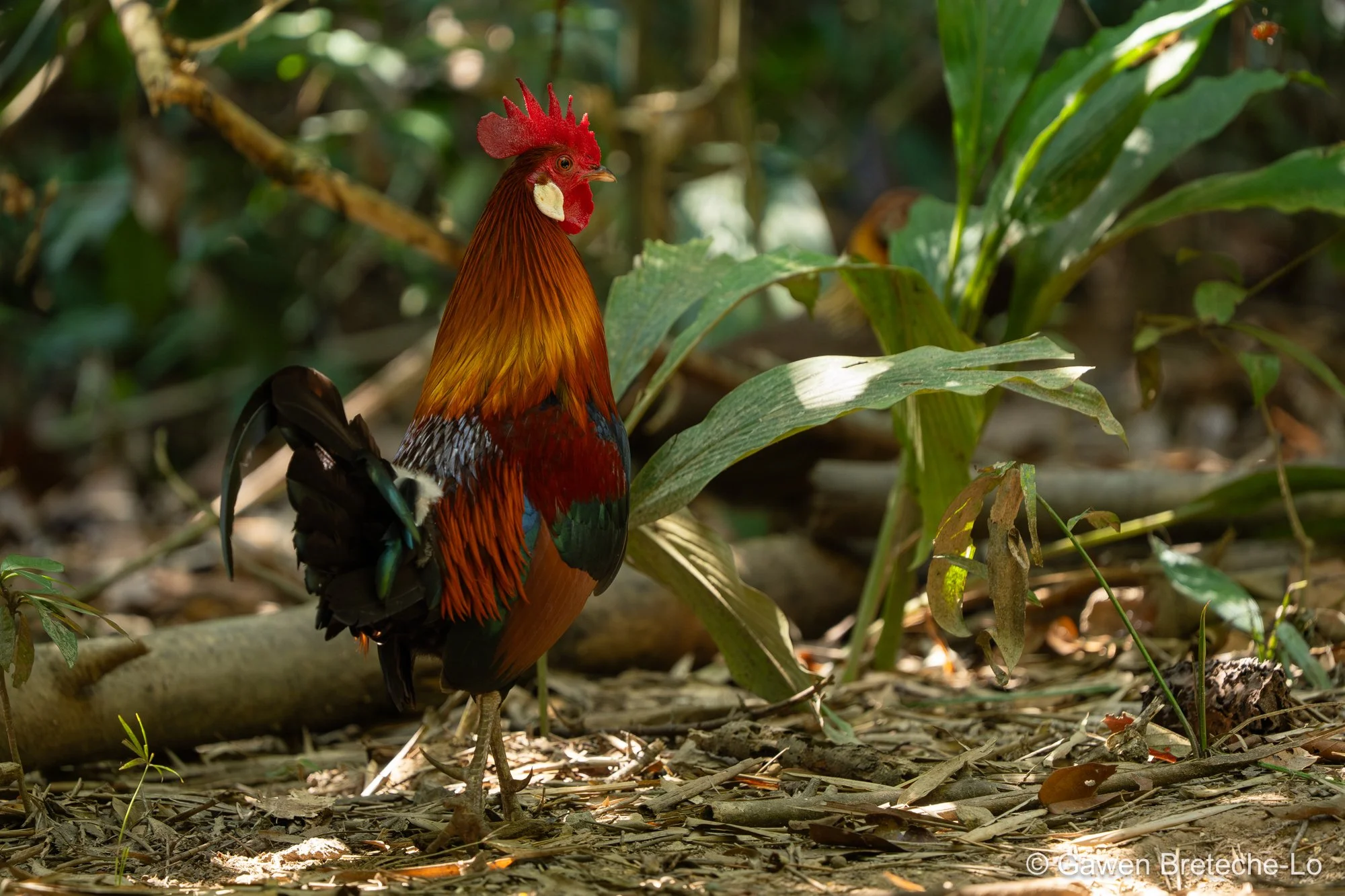Red Junglefowl (Gallus gallus), South Vietnam 2026