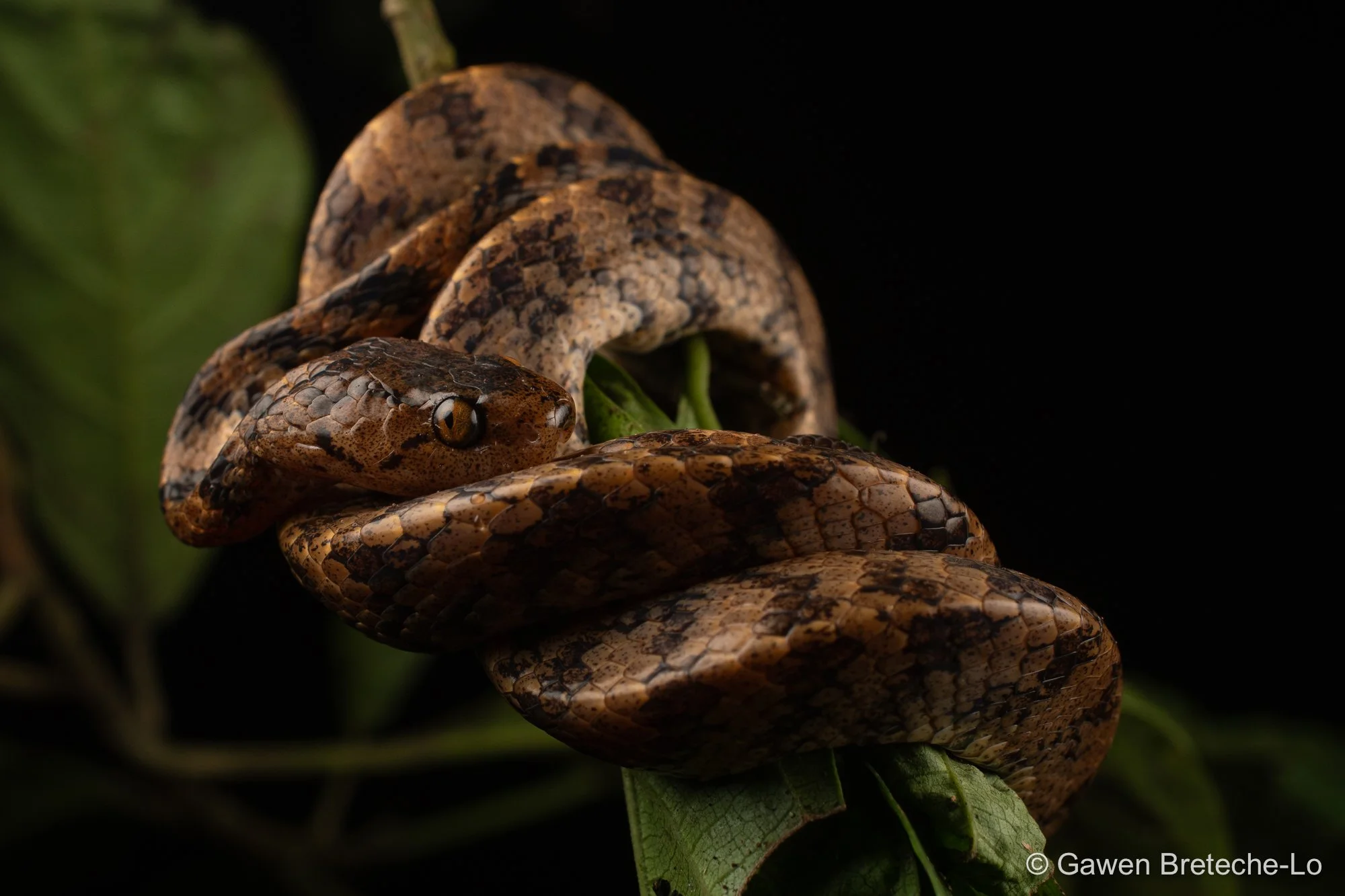 Formosa Slug Snake (Pareas formosensis), North Vietnam 2026