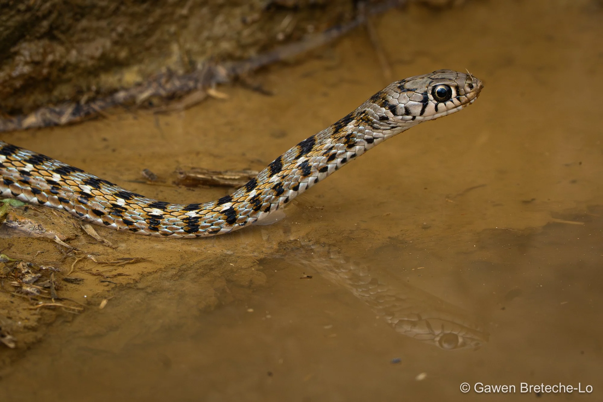 Yellow-spotted Keelback (Fowlea flavipunctata), North Vietnam 2026