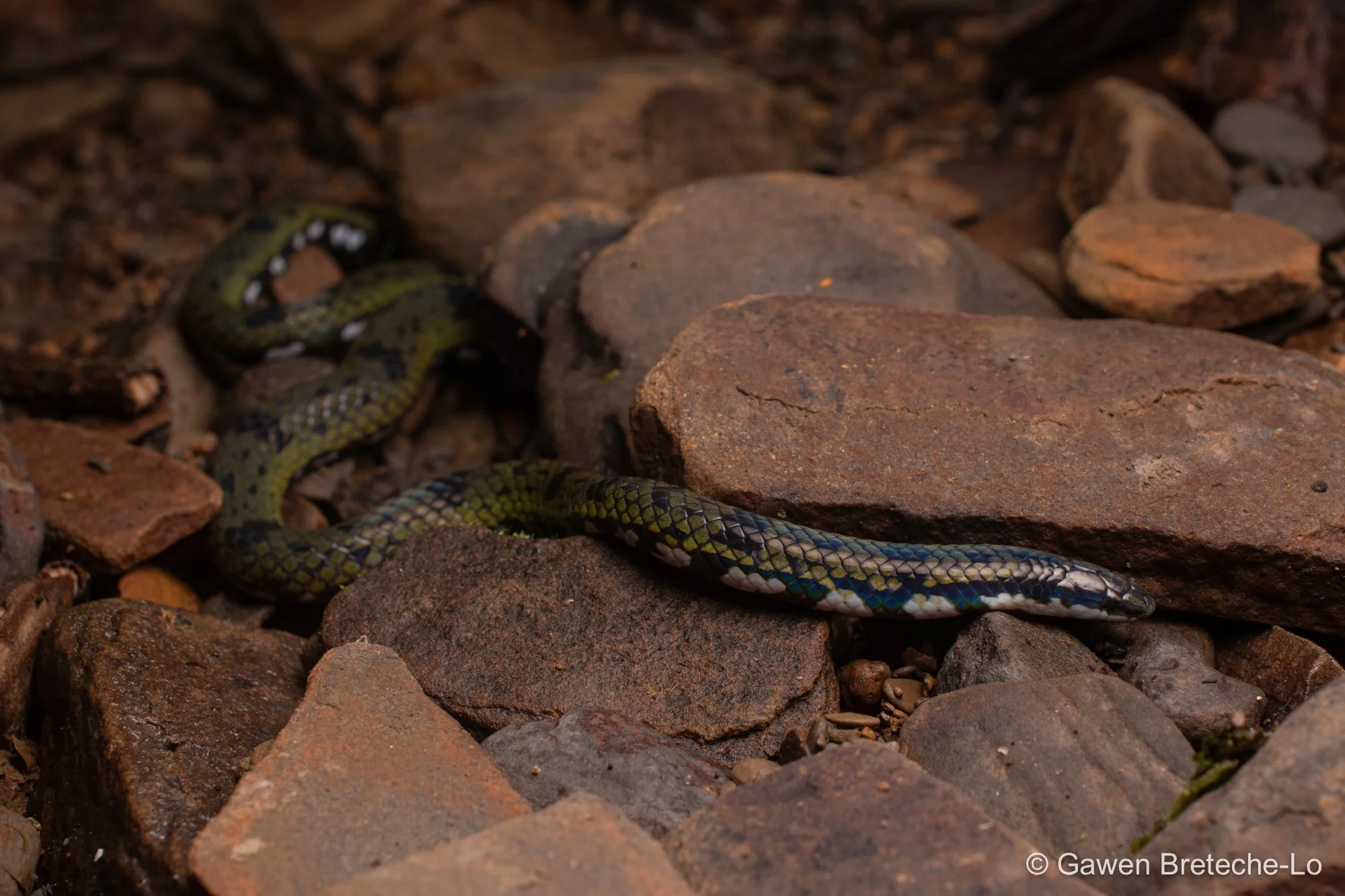 Bornean Reed Snake (Calamaria borneensis) ● Sarawak, Borneo 2022