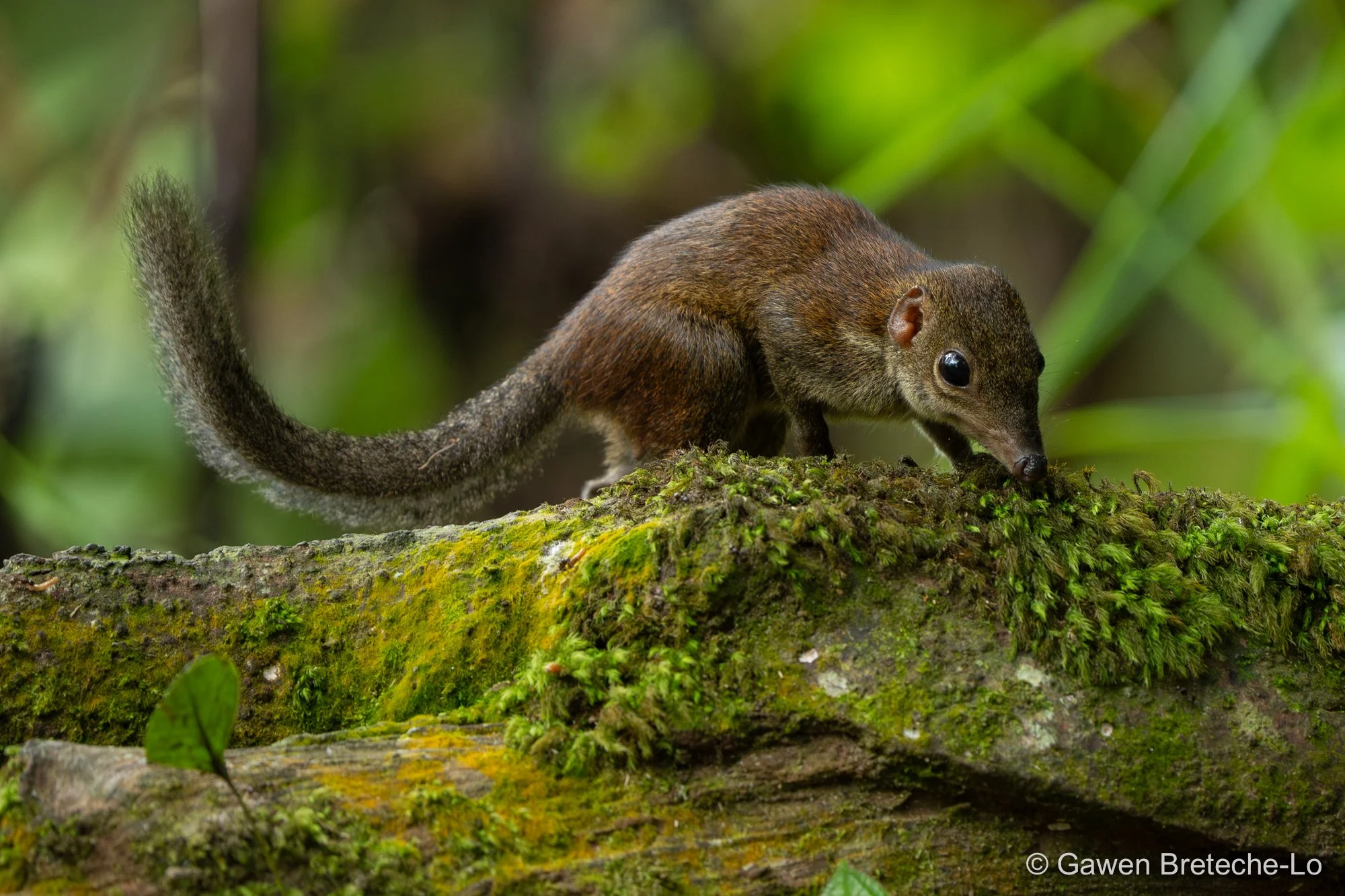 Common Treeshrew (Tupaia glis), Pahang, Malaysia 2026