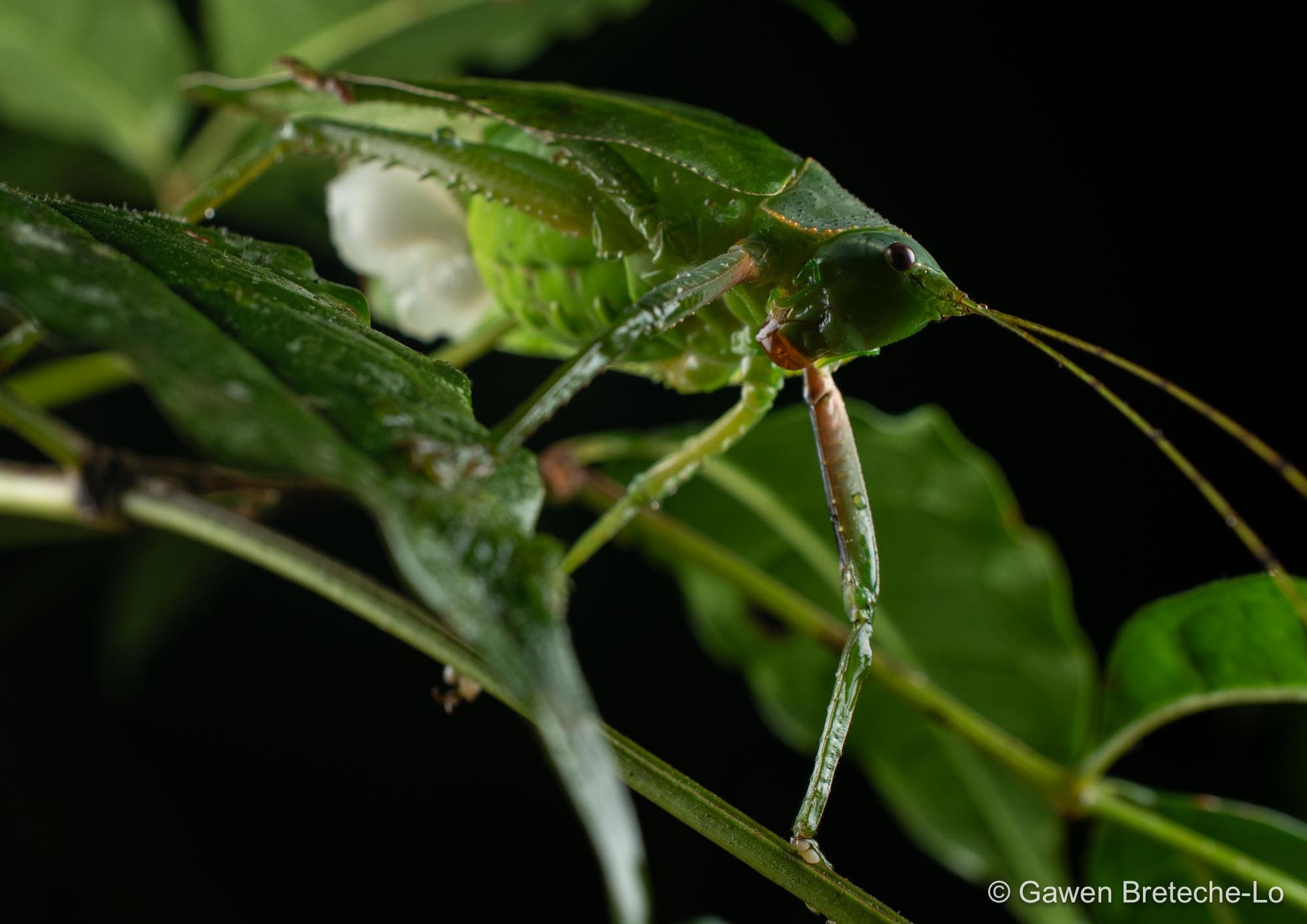 Leaf Katydid (Temnophyllus sp.) ● Sabah, Borneo 2026