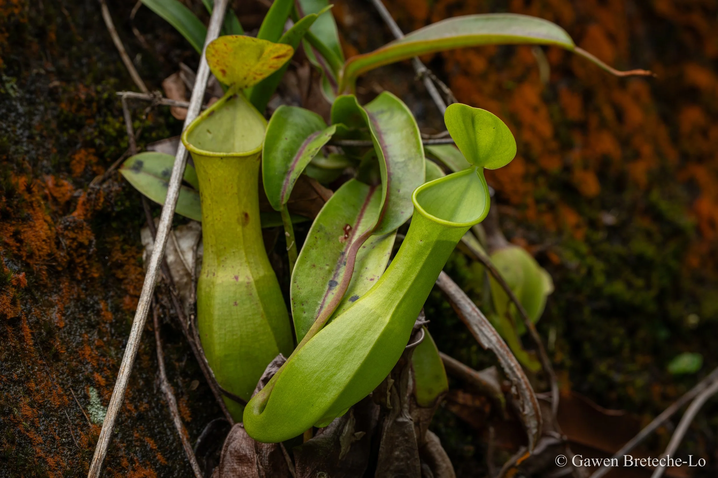 Pitcher Plant (Nepenthes dactylifera), Sarawak, Borneo 2026