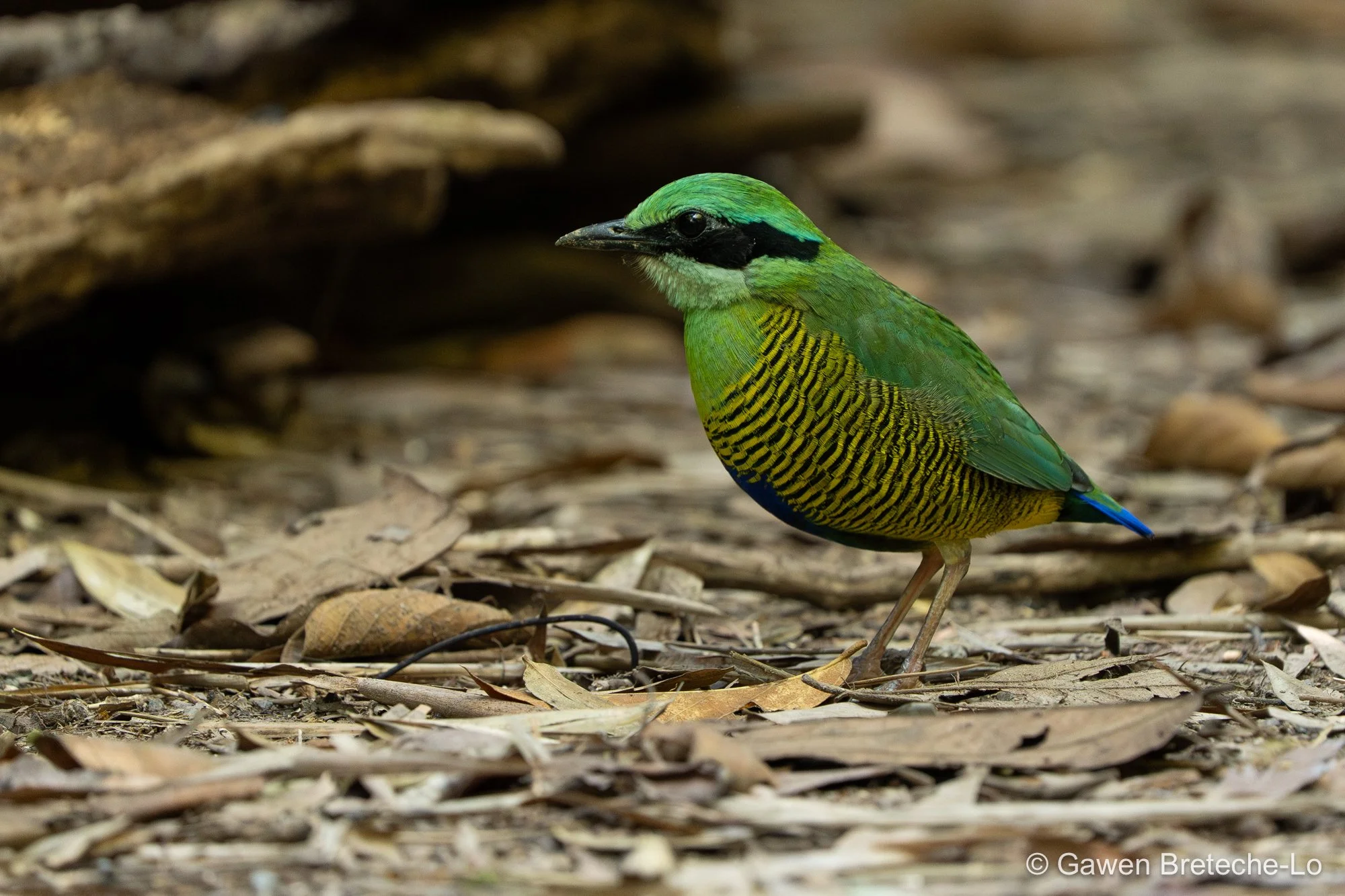 Bar-bellied Pitta (Hydrornis elliotii), South Vietnam 2026