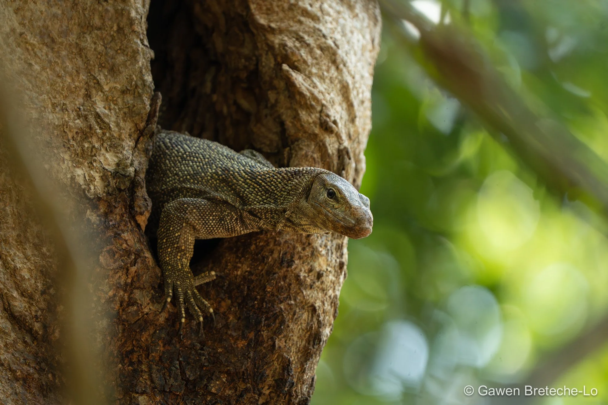 Clouded Monitor (Varanus nebulosus), South Vietnam 2026