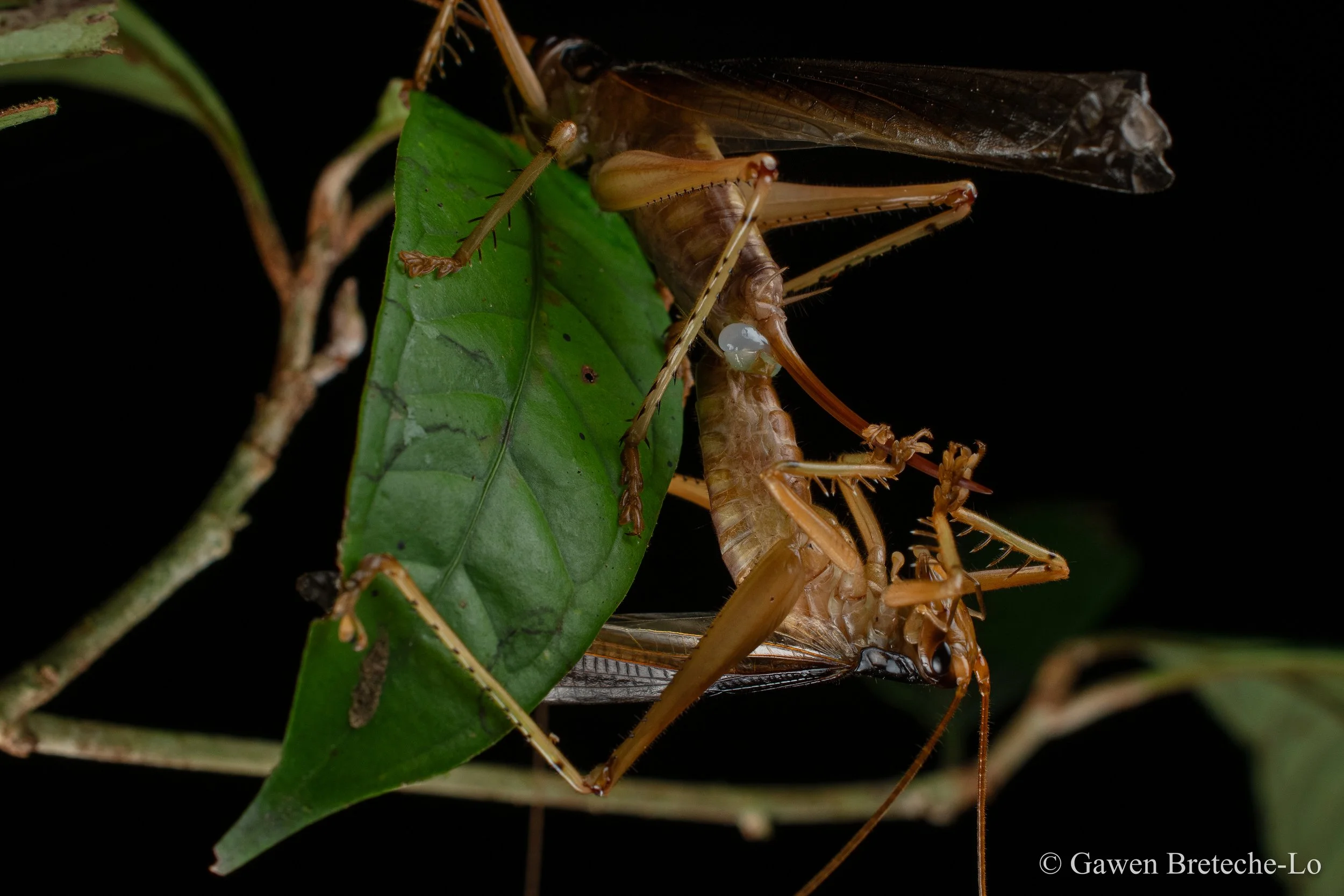 A male raspy cricket transferring his spermatophore to a female (Tawau, Sabah)