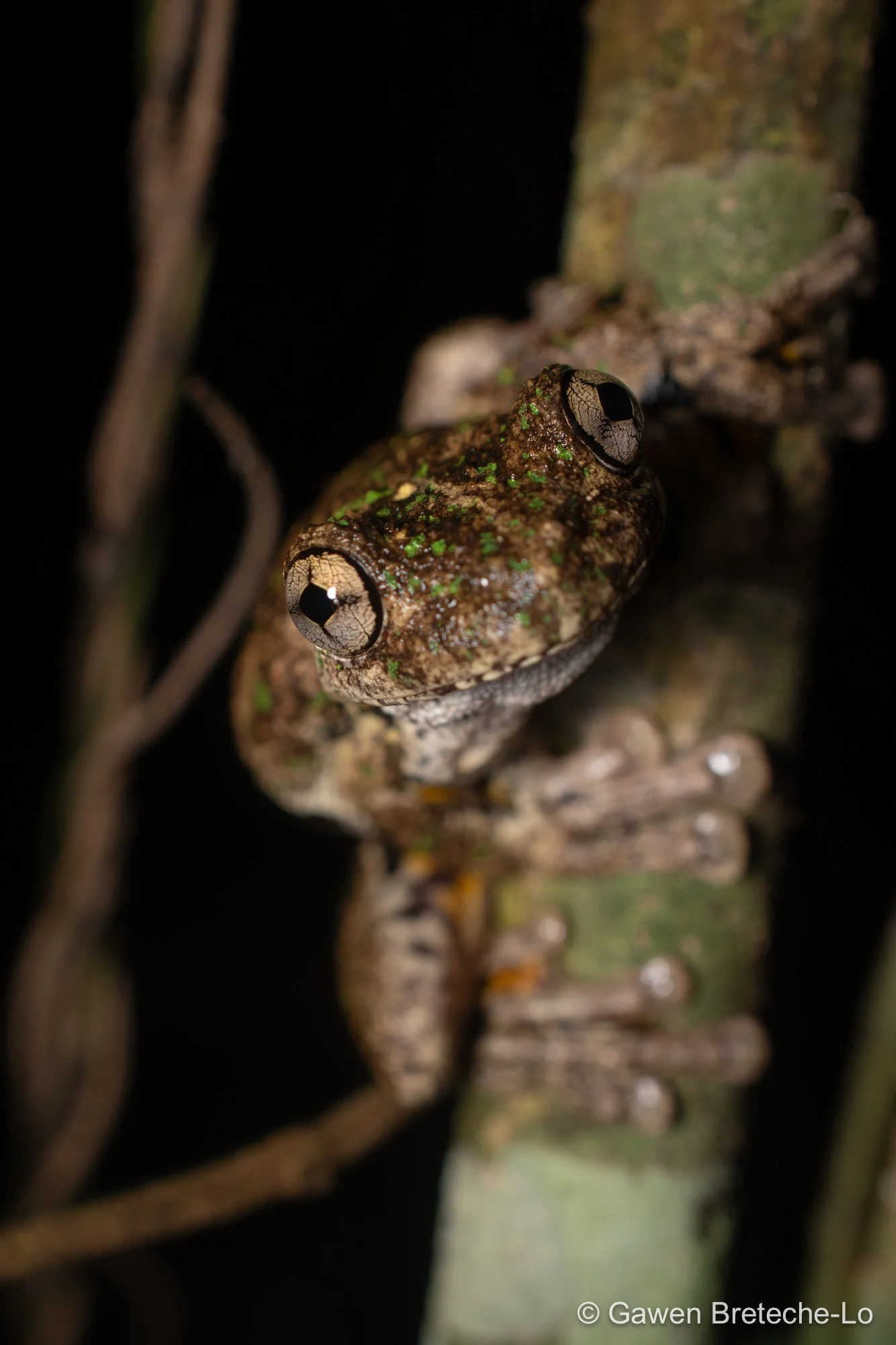 Peron's Tree Frog (Pengilleyia peronii) ● Queensland, Australia 2019