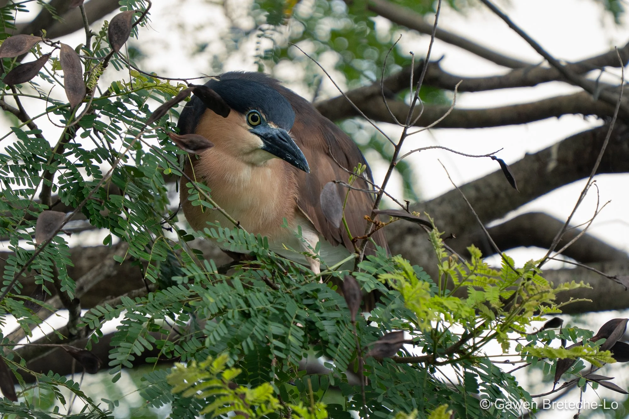 Nankeen Night Heron (Nycticorax caledonicus) ● Sabah, Borneo 2024