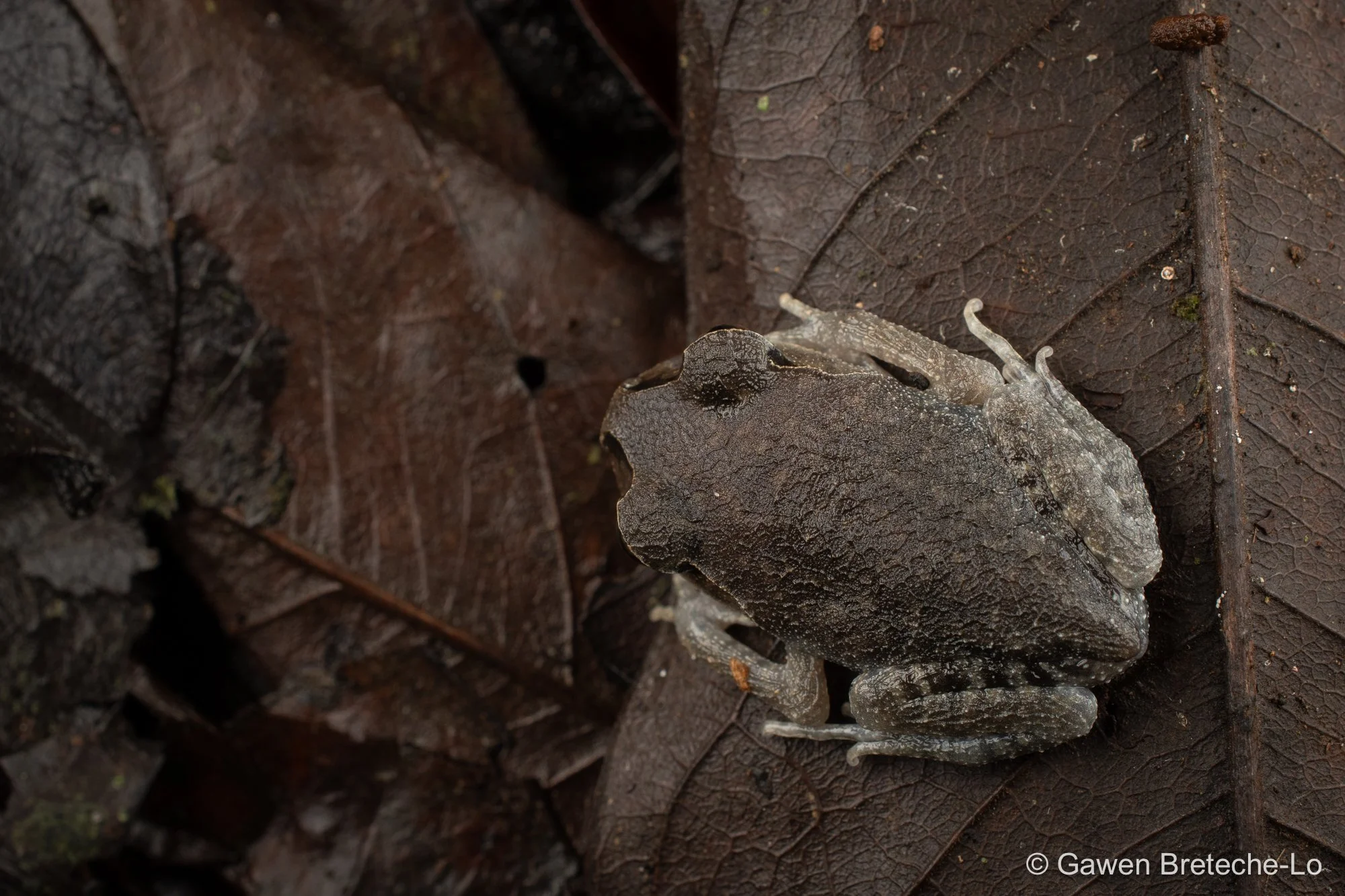 Guangxi Spadefoot Toad (Leptobrachium guangxiense), North Vietnam 2026