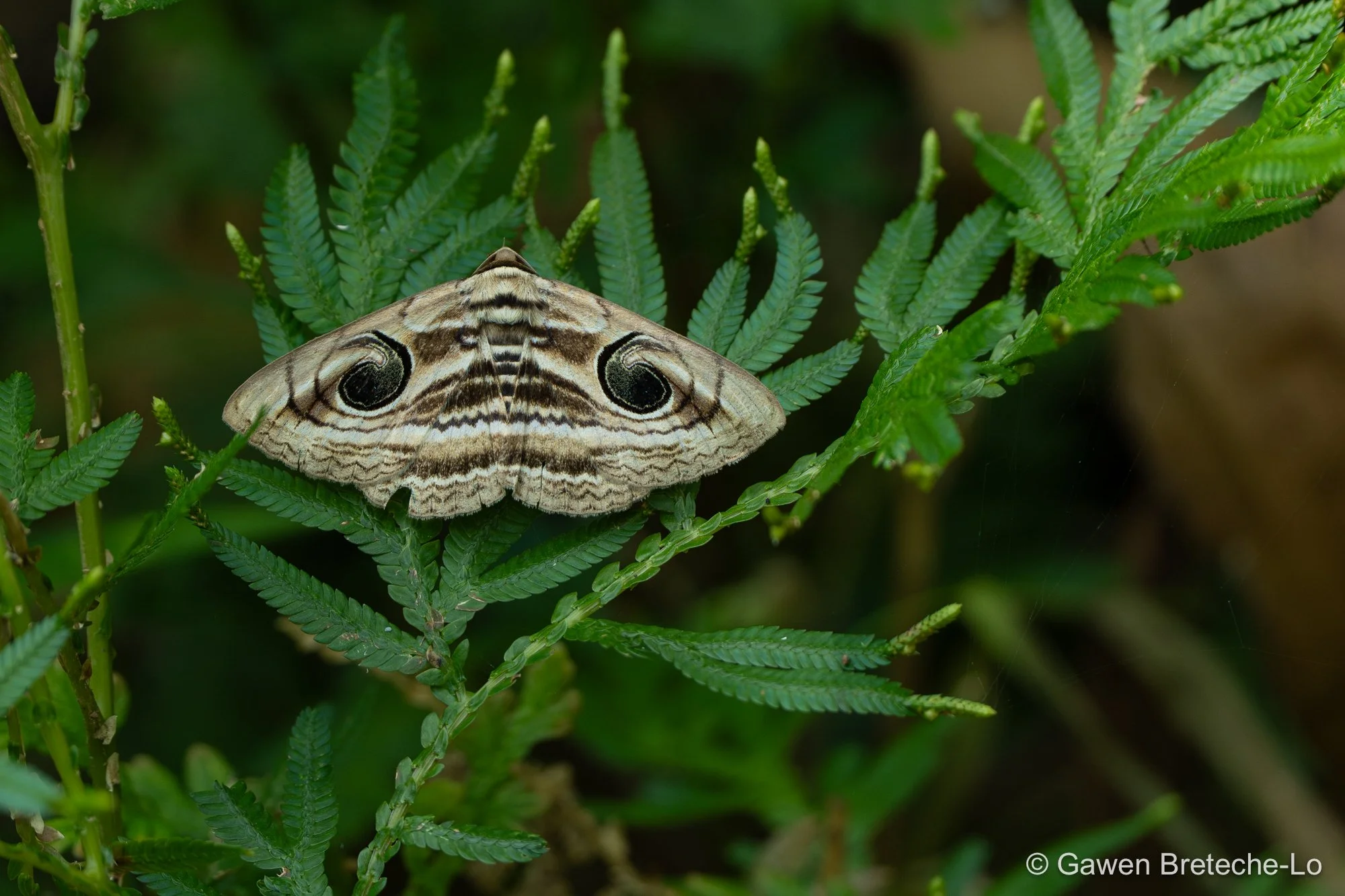 Moth (Spirama retorta), Central Vietnam 2026