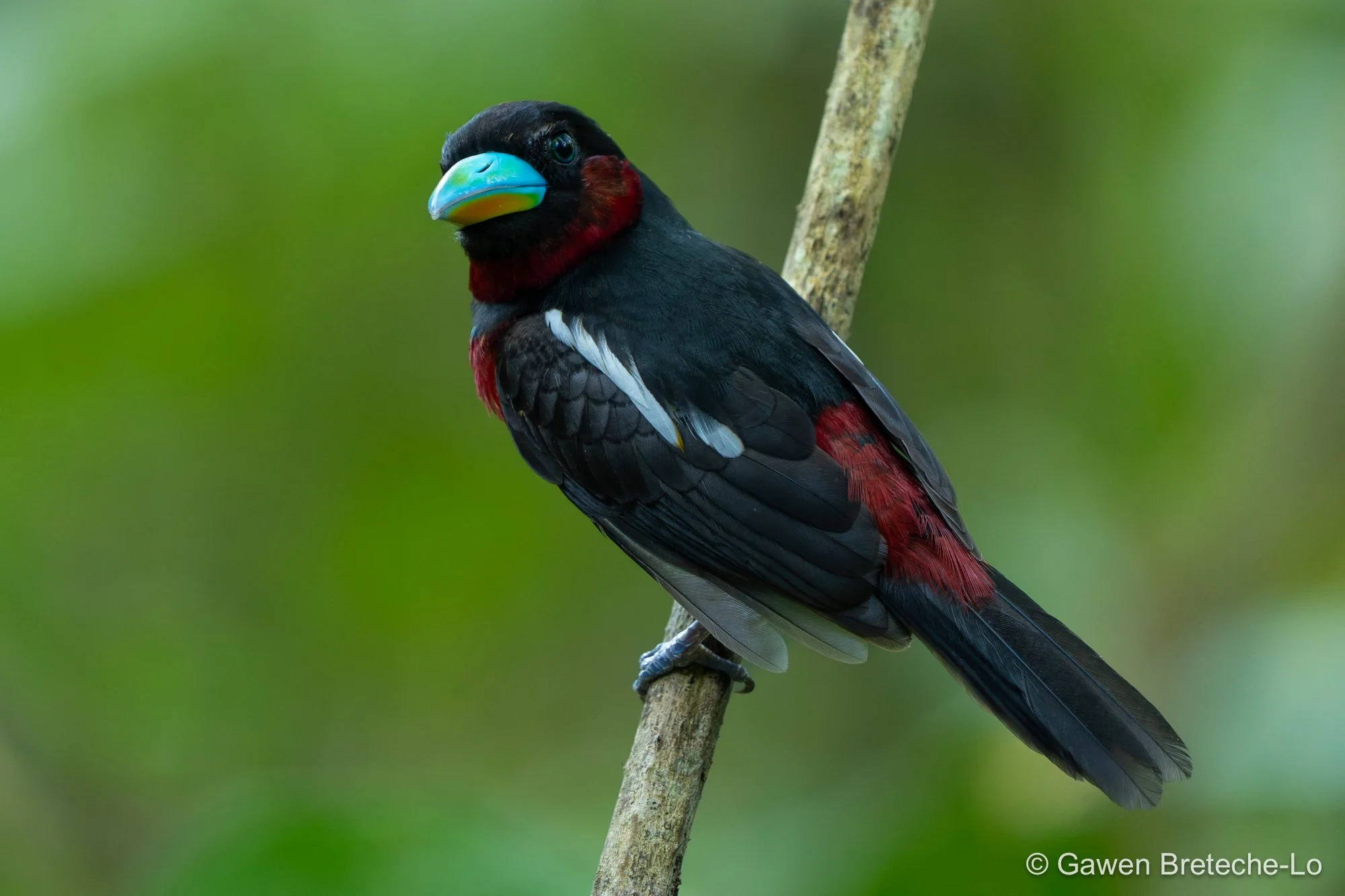 Black-and-red Broadbill (Cymbirhynchus macrorhynchos), South Vietnam 2026