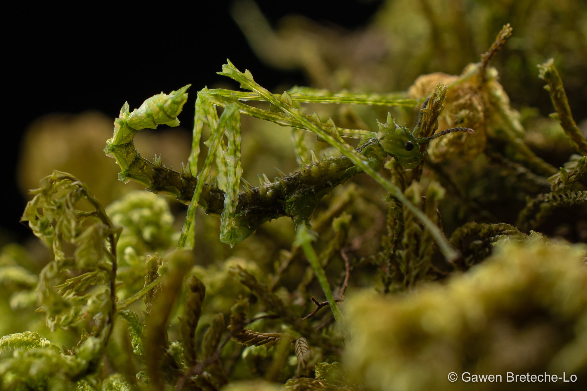 Mossy Stick Insect (Cnipsomorpha sp.), North Vietnam 2026
