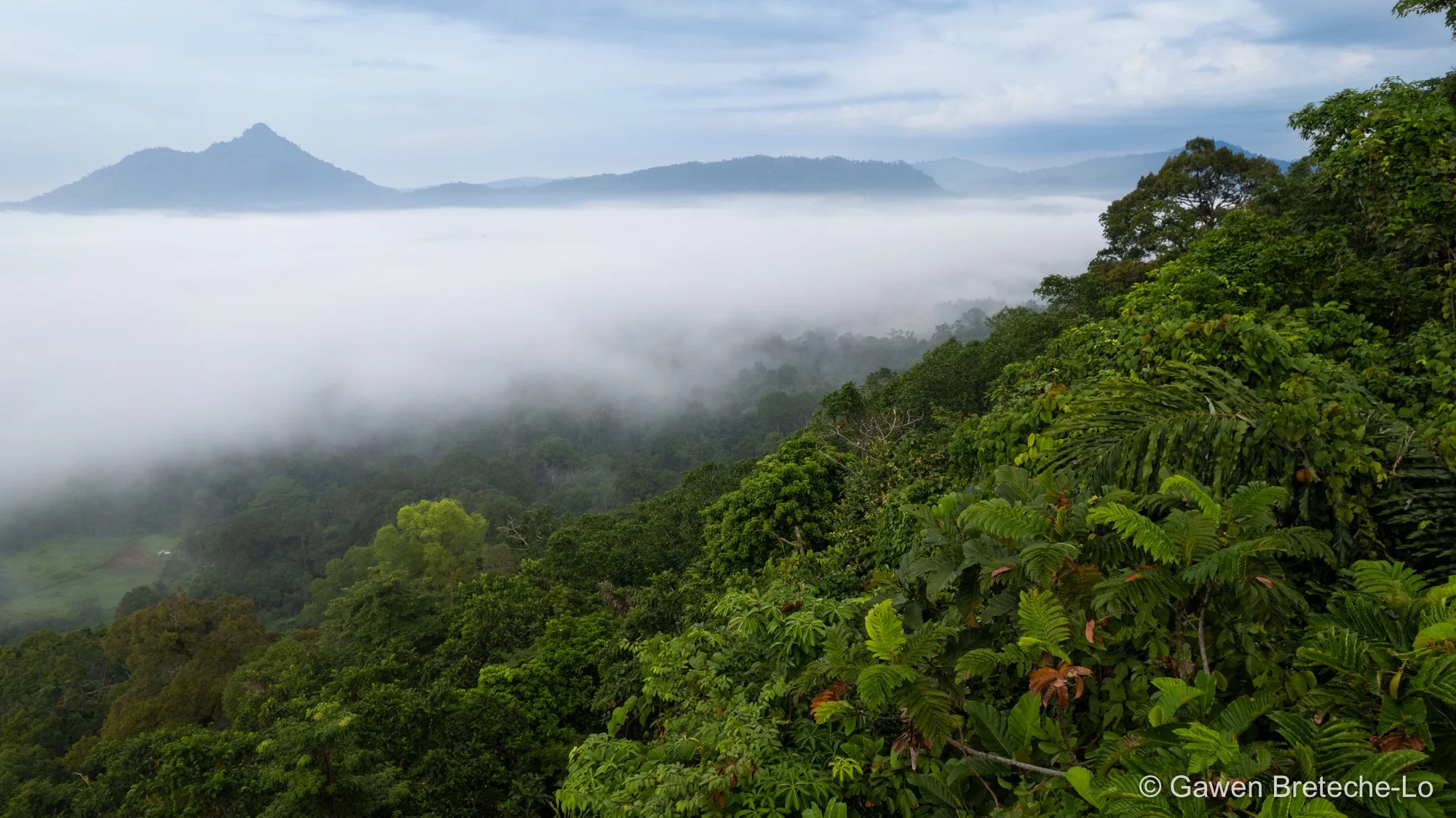 Mist blanketing a lush valley ● Sarawak, Borneo 2021
