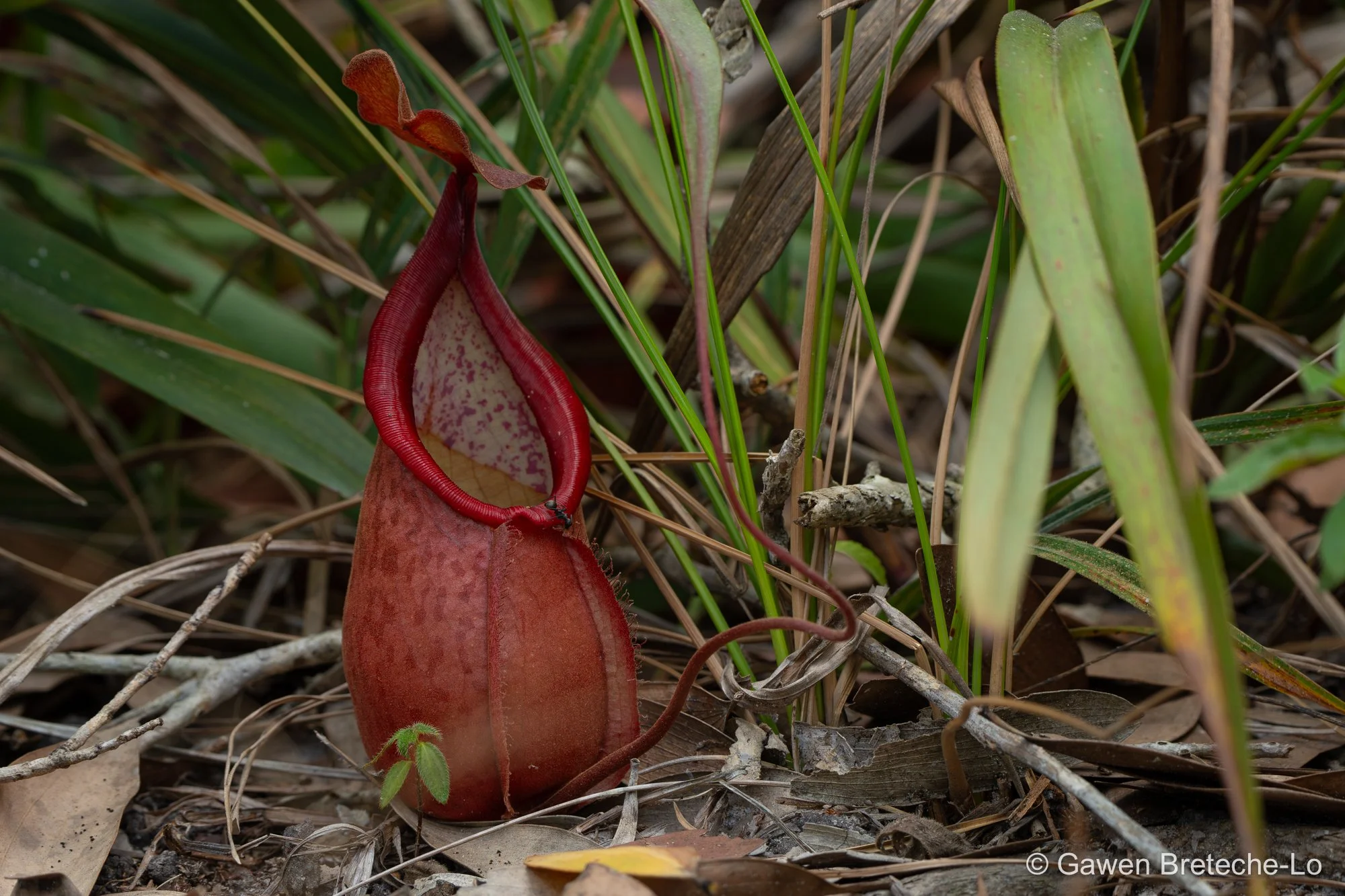 Pitcher Plant (Nepenthes thorelii), South Vietnam 2026