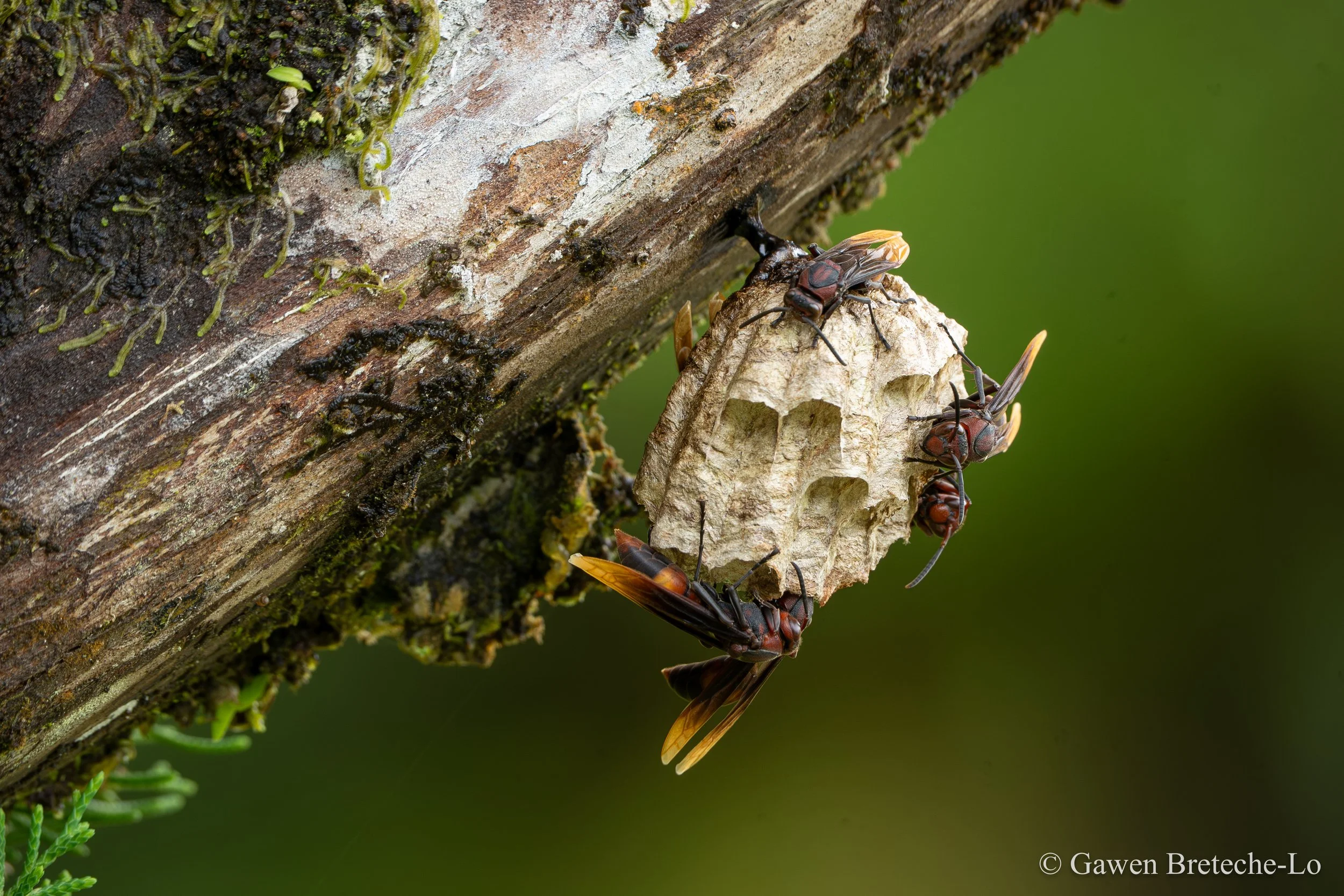 Vespid wasps tending to their paper nest (Penrissen, Sarawak)