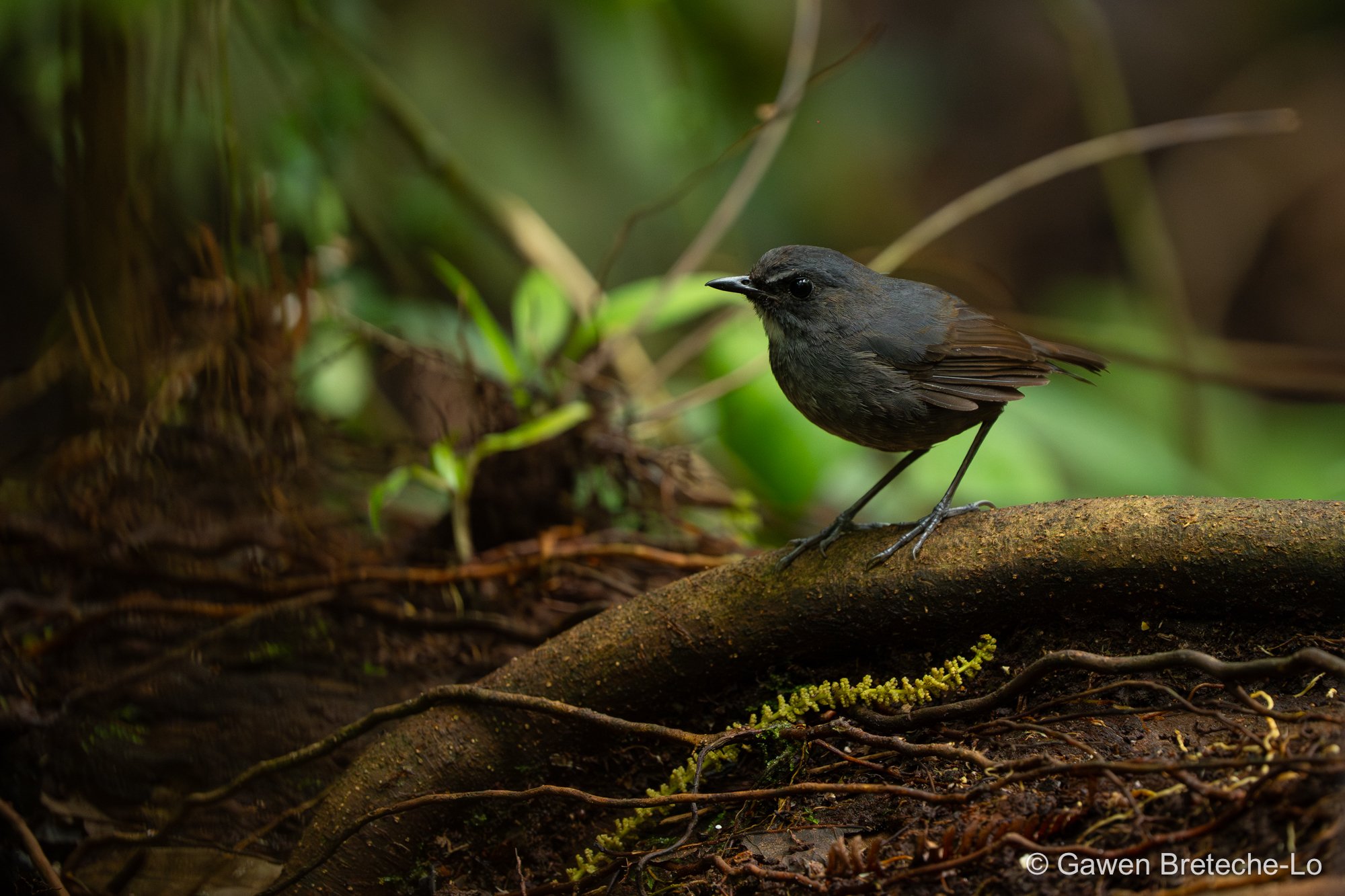 Lesser Shortwing (Brachypteryx leucophris), Pahang, Malaysia 2026