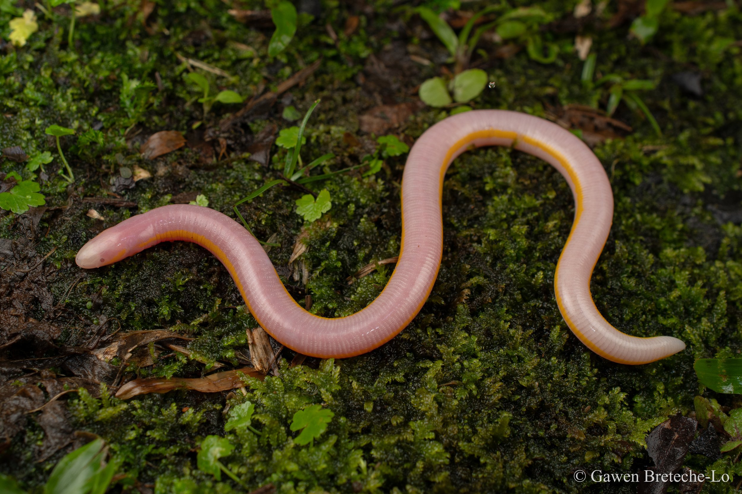 Albino Caecilian (Ichthyophis sp.), Sarawak, Borneo 2026