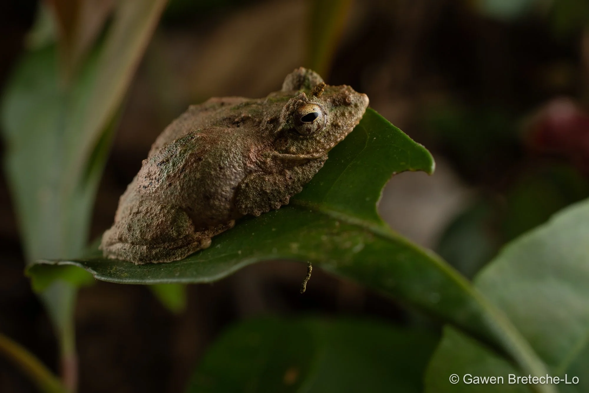 Frilled Treefrog (Kurixalus banaensis), Central Vietnam 2026
