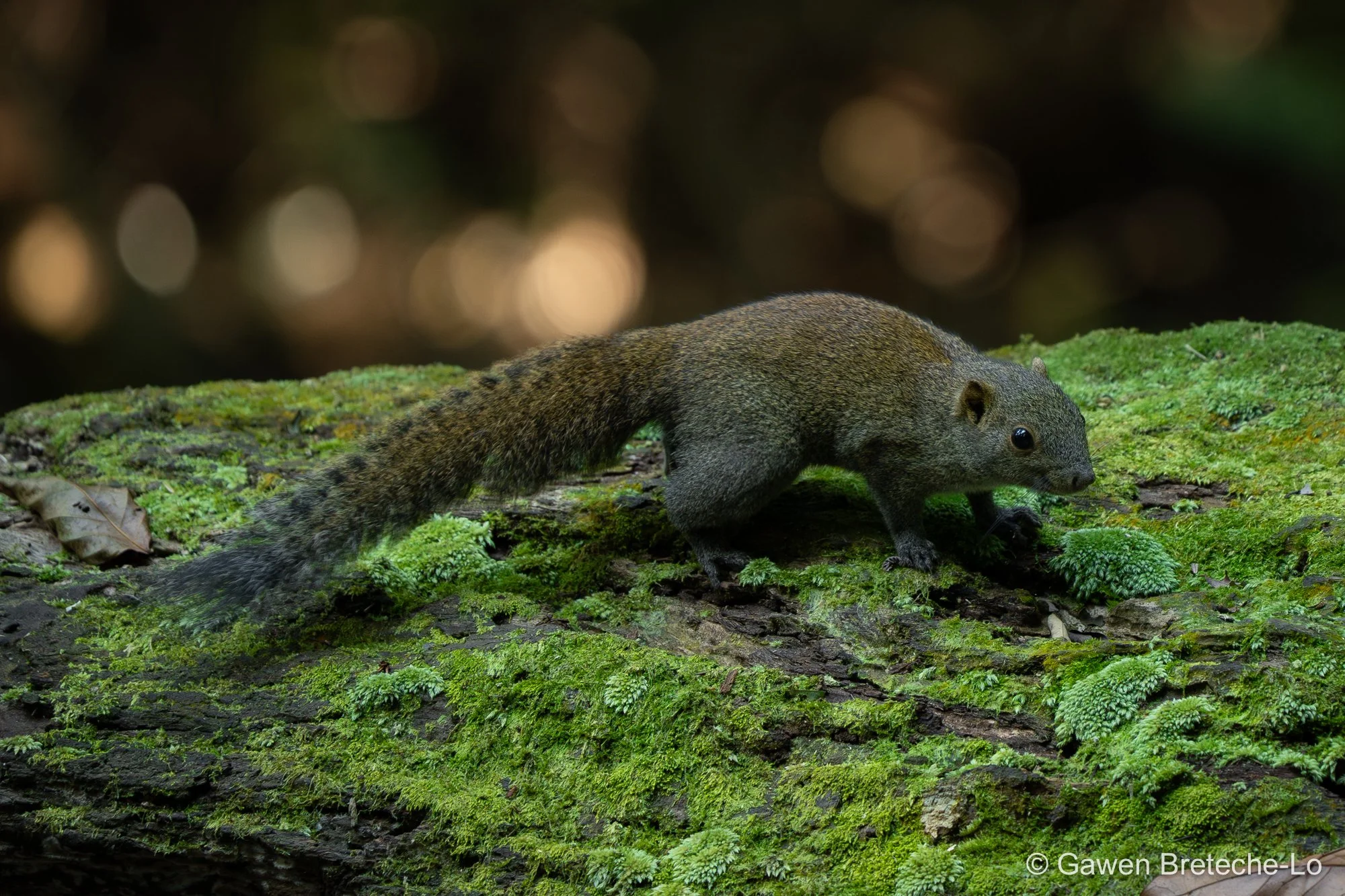 Southern Gray-bellied Squirrel (Callosciurus concolor), Pahang, Malaysia 2026