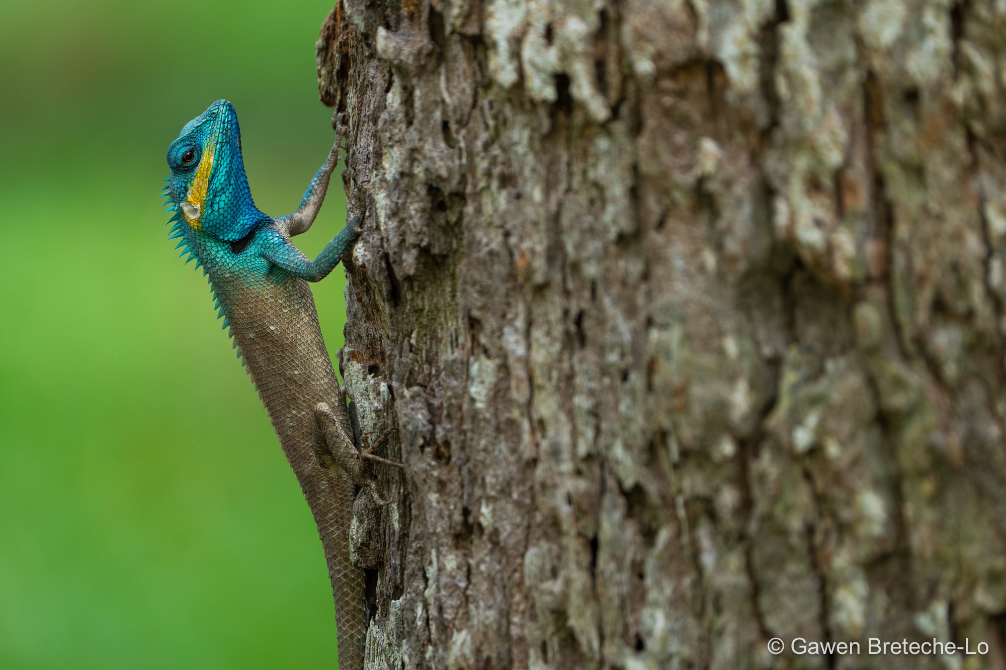 Vietnamese Blue Crested Lizard (Calotes bachae), South Vietnam 2026