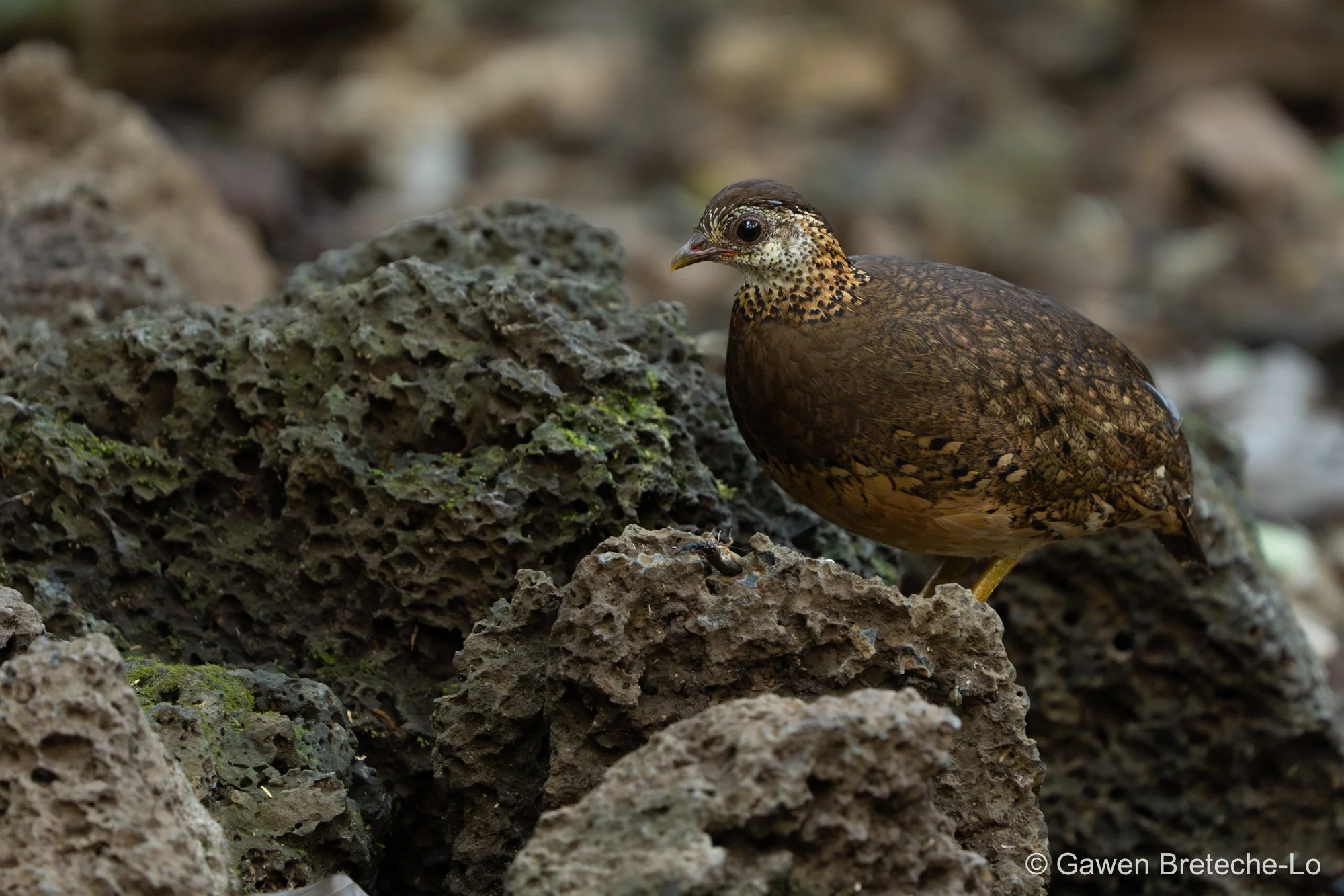 Scaly-breasted Partridge (Tropicoperdix chloropus), South Vietnam 2026