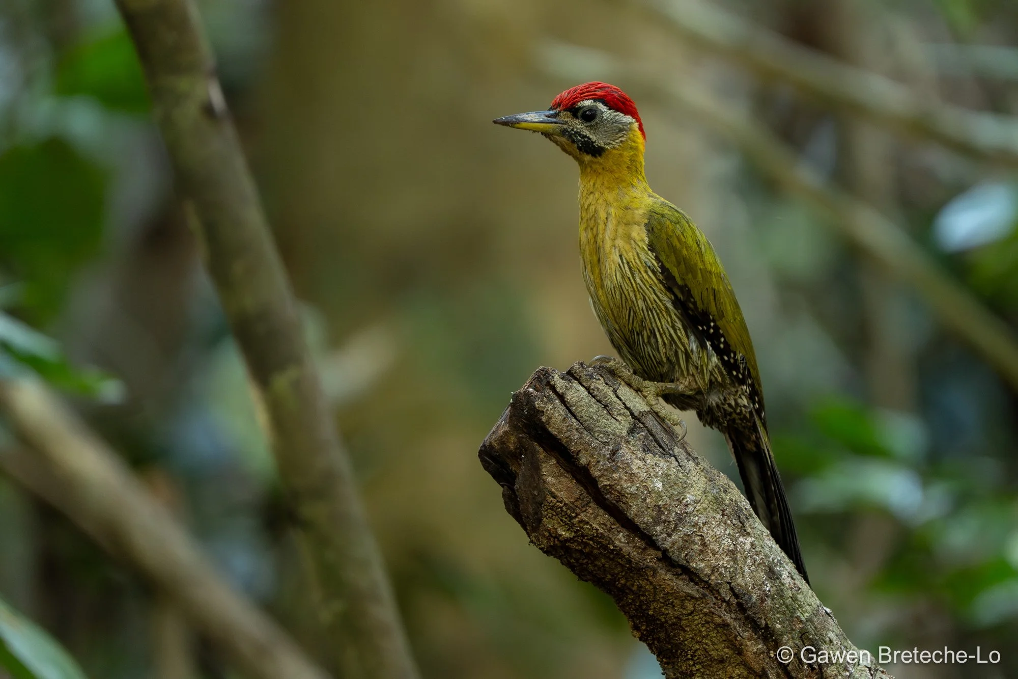 Laced Woodpecker (Picus vittatus), South Vietnam 2026