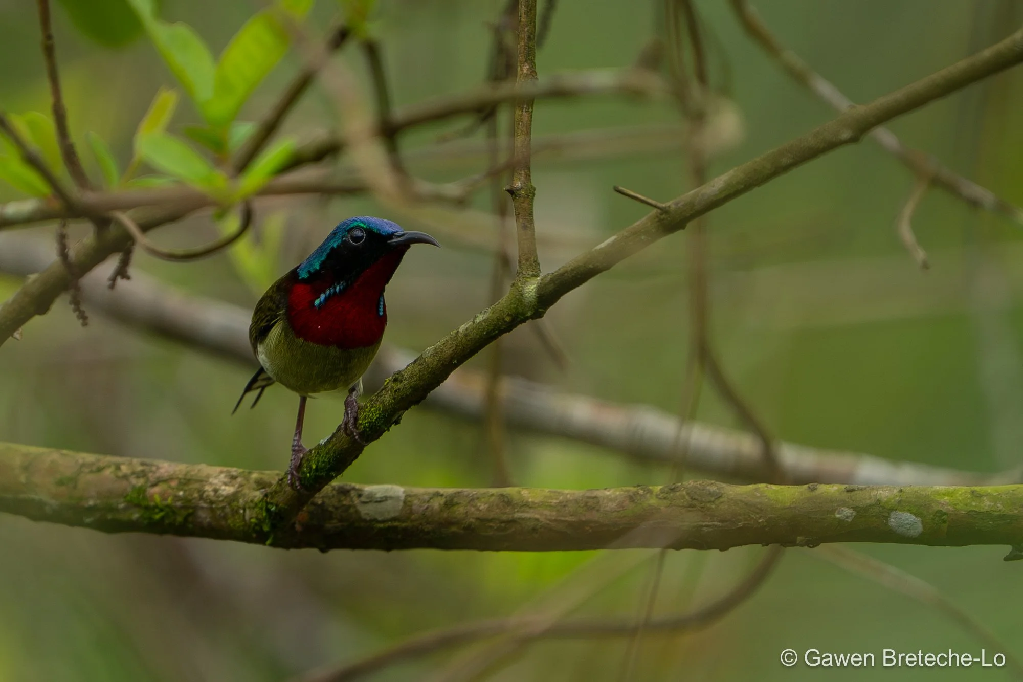 Fork-tailed Sunbird (Aethopyga christinae), North Vietnam 2026